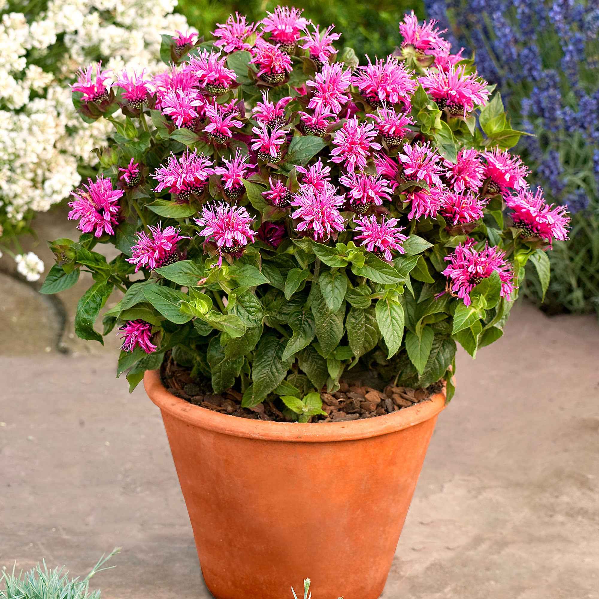 Bergamotplant 'Cranberry Lace'