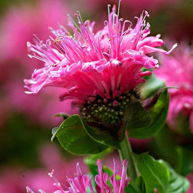 Bergamotplant 'Cranberry Lace' - Image 2