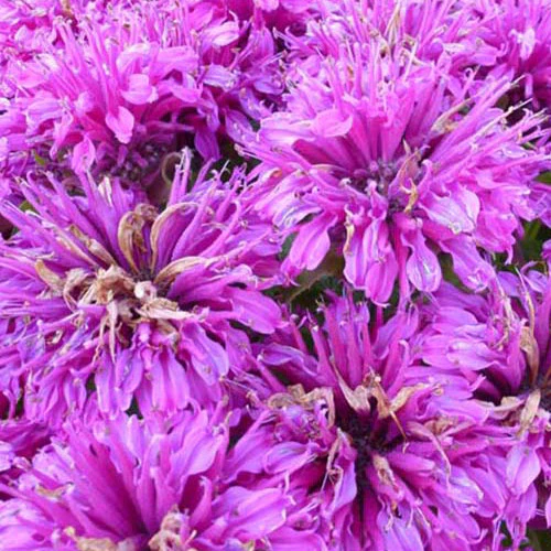 Bergamotplant Purple Lace