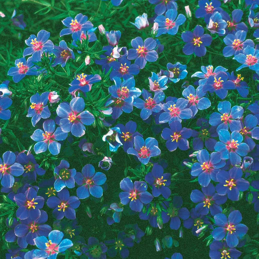 Blauw guichelheil - Image 3