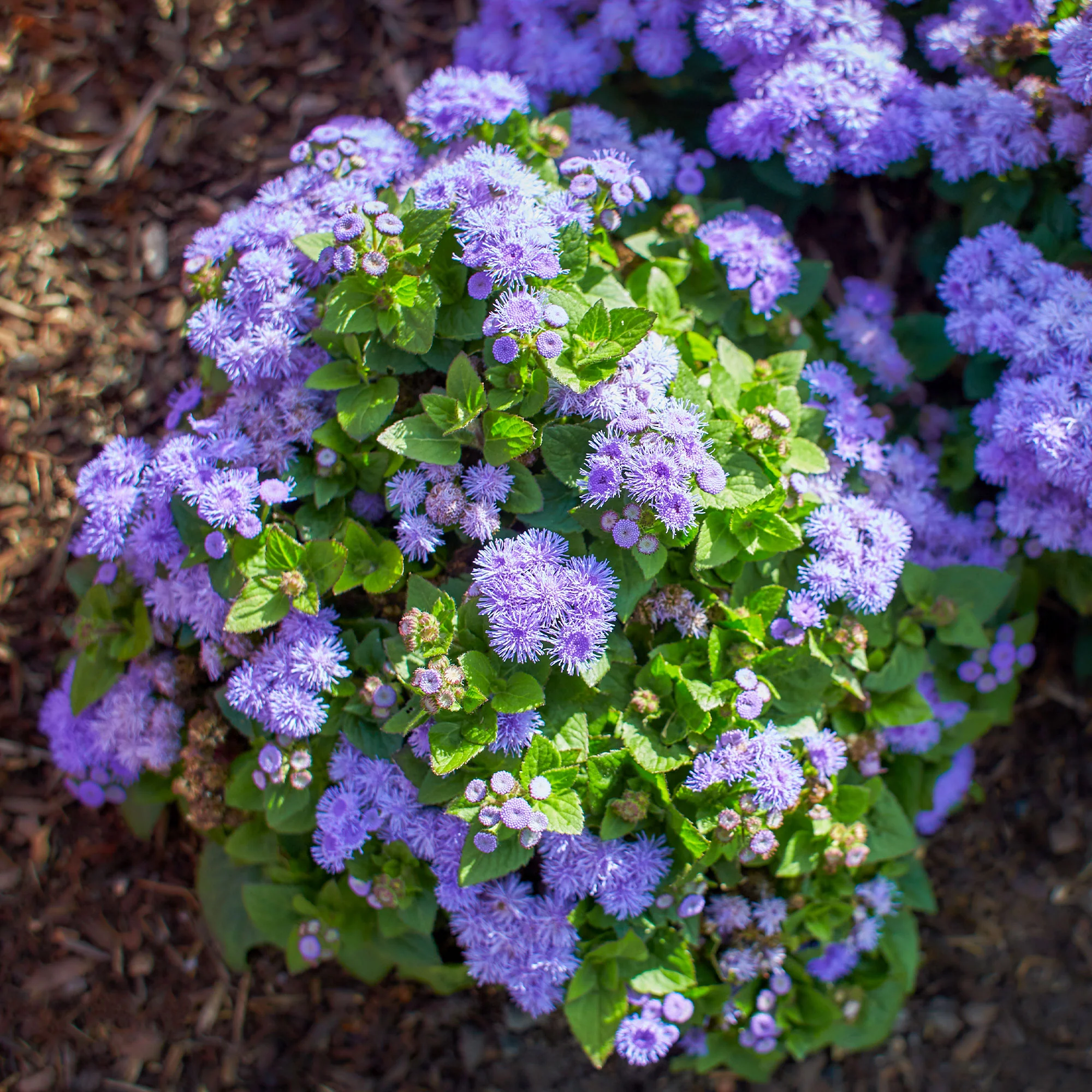 Blauwe Ageratum  - Leverbalsem