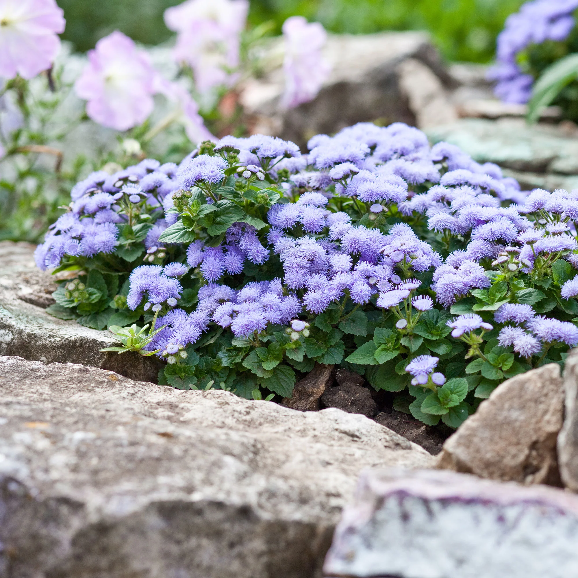 Blauwe Ageratum  - Leverbalsem - Image 2