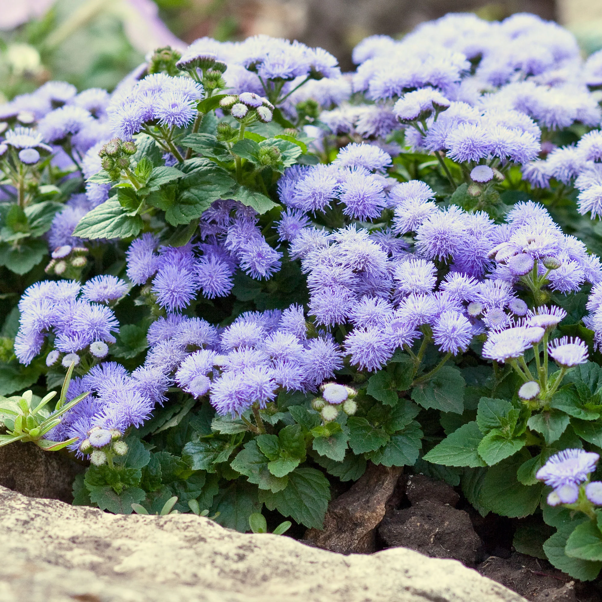 Blauwe Ageratum  - Leverbalsem - Image 3