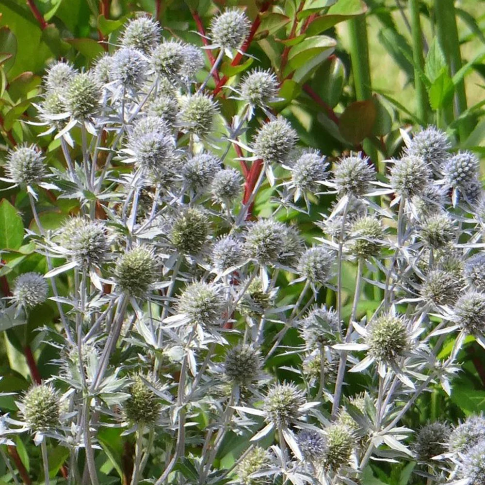 Blauwe distel - Image 4