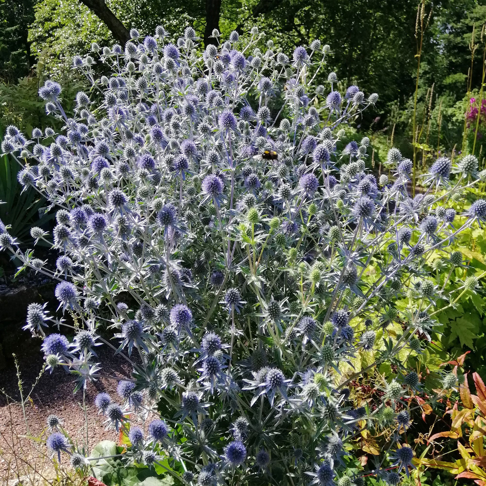 Blauwe distel - Image 7