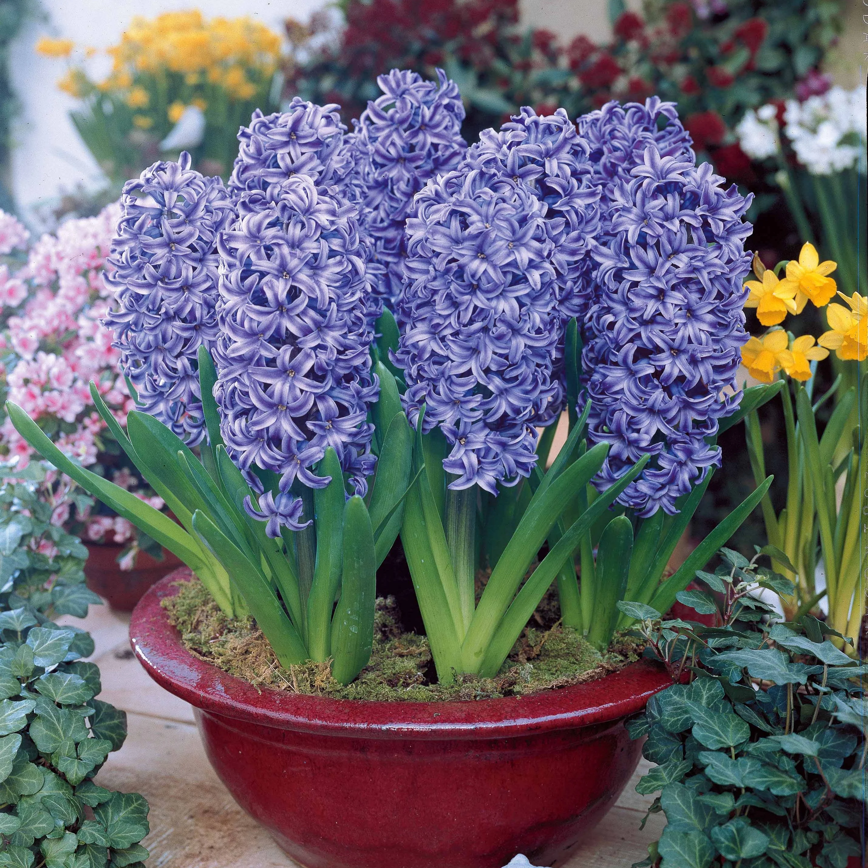 Blauwe Hyacinthen (x3)