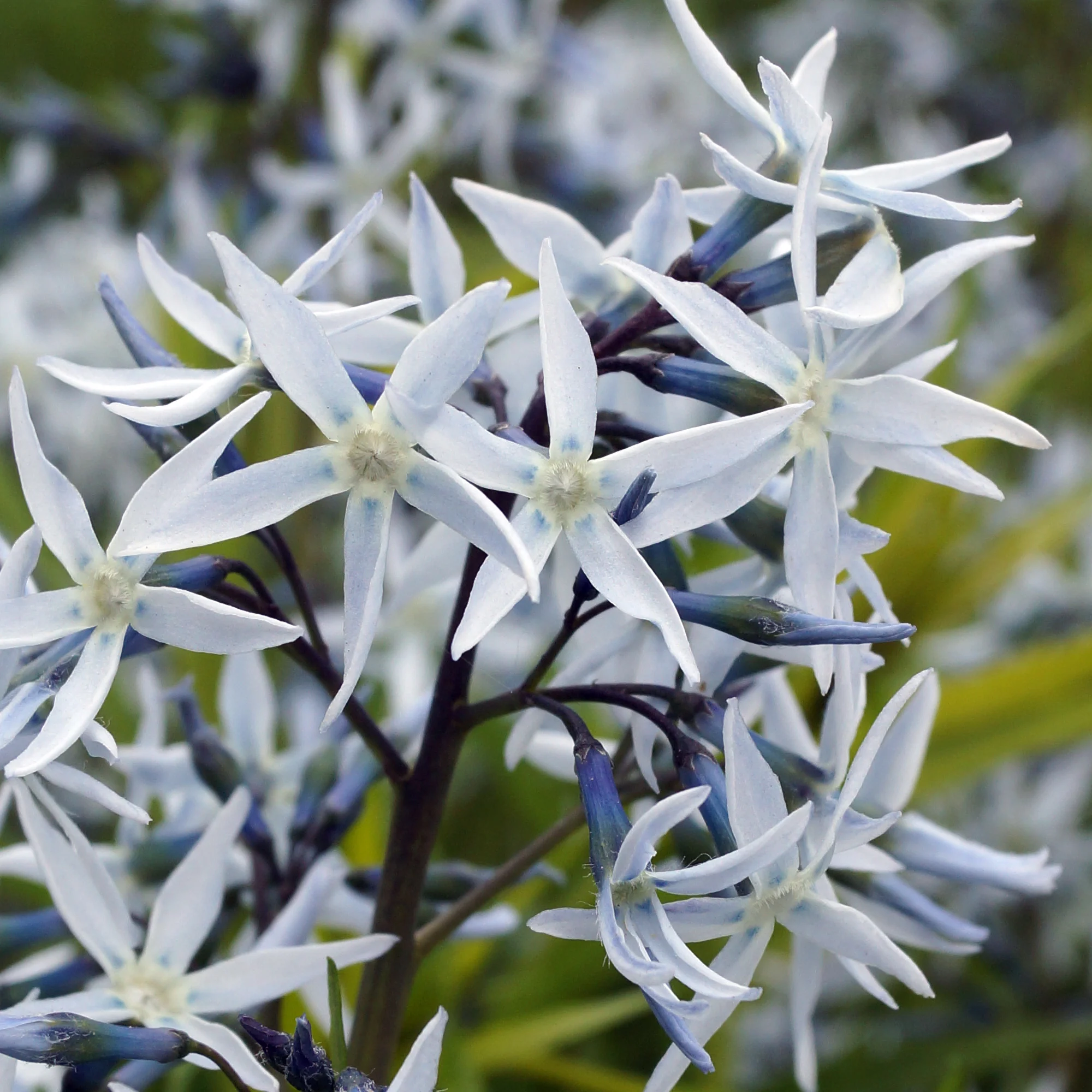Blauwe ster hubrichtii