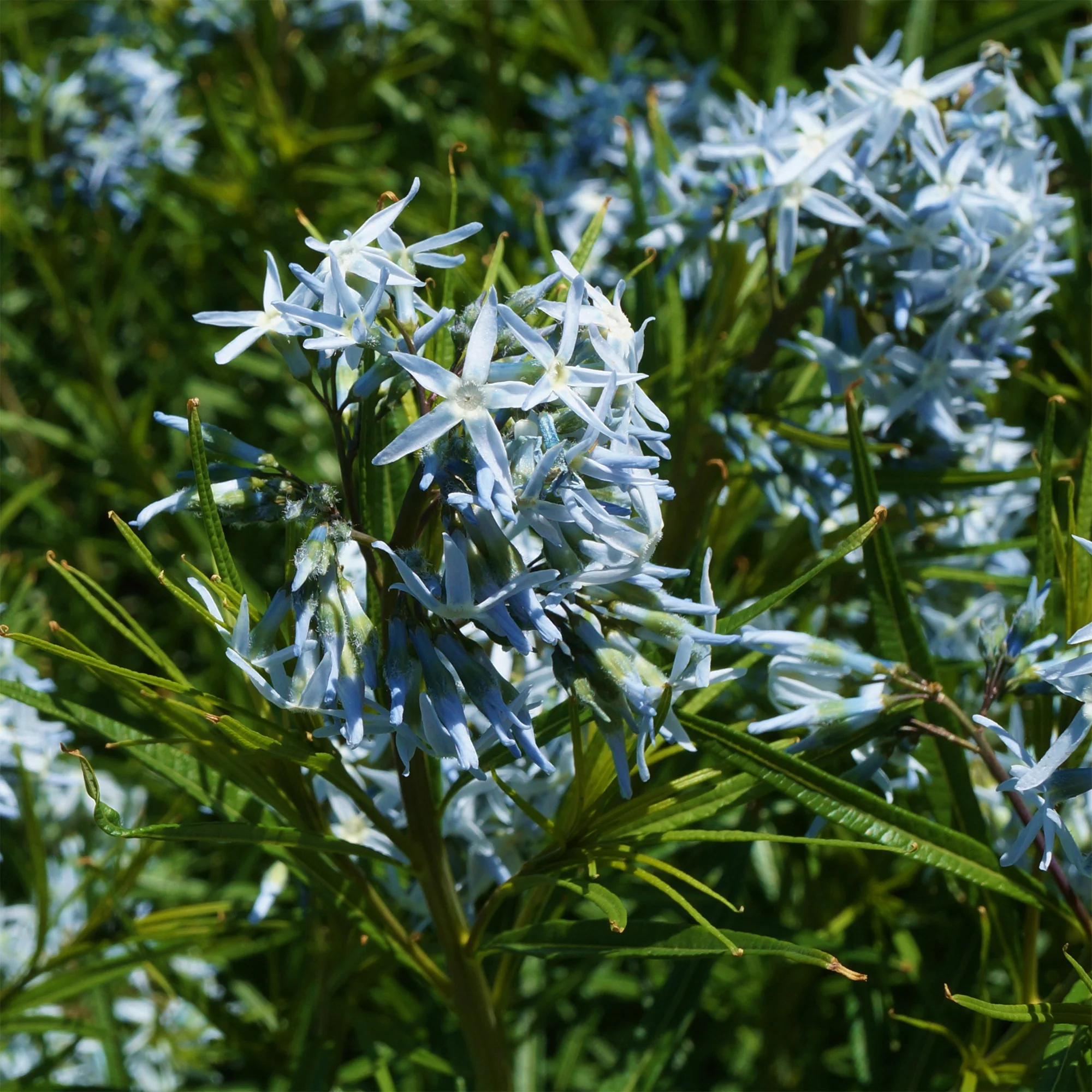 Blauwe ster hubrichtii - Image 2
