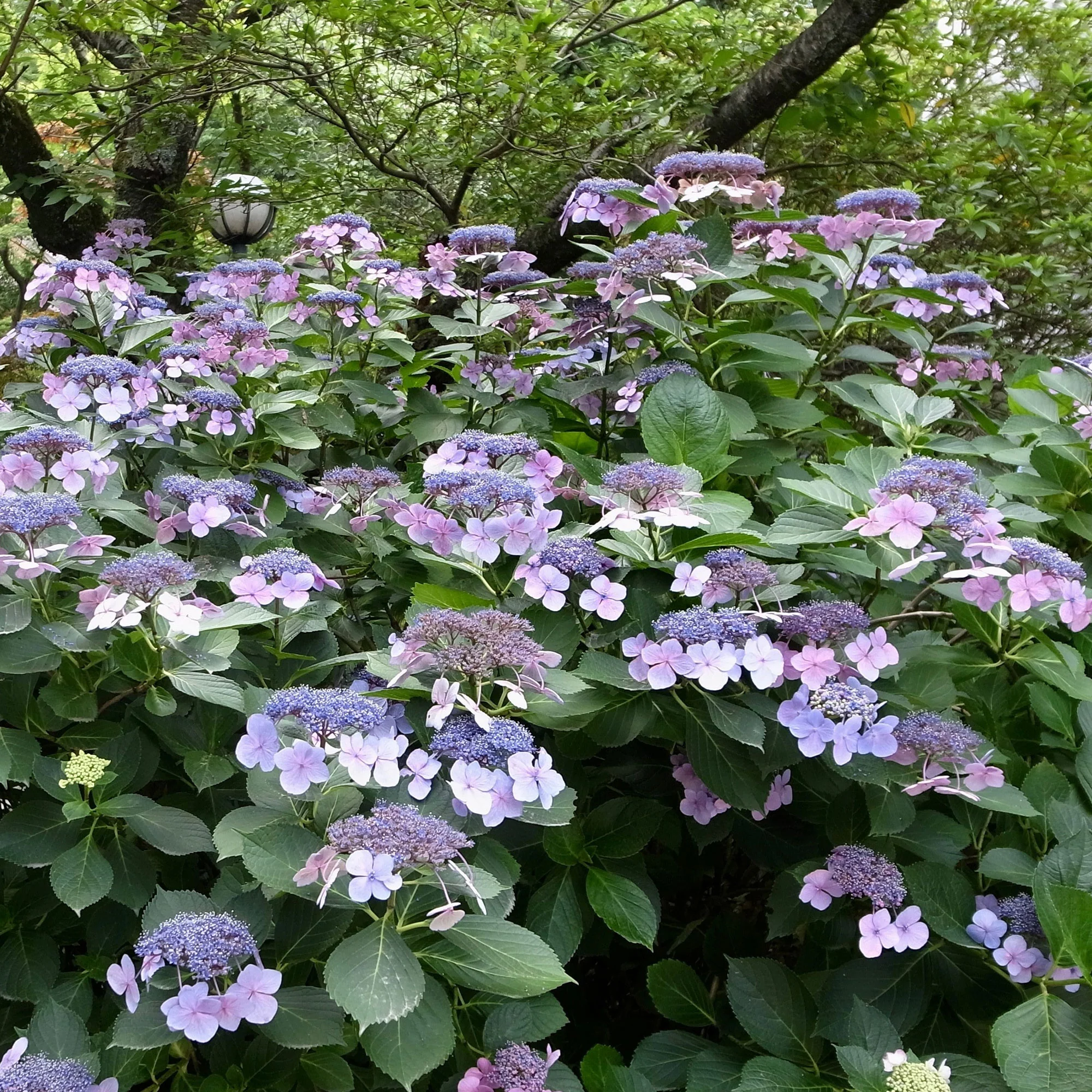Boerenhortensia 'Blueberry Cheesecake'