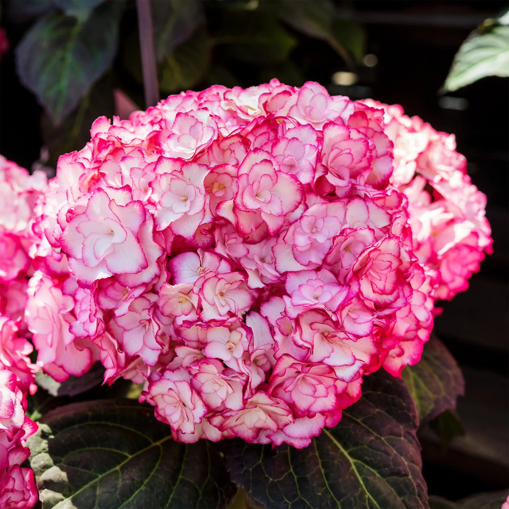 Boerenhortensia 'Miss Saori'® - Image 3