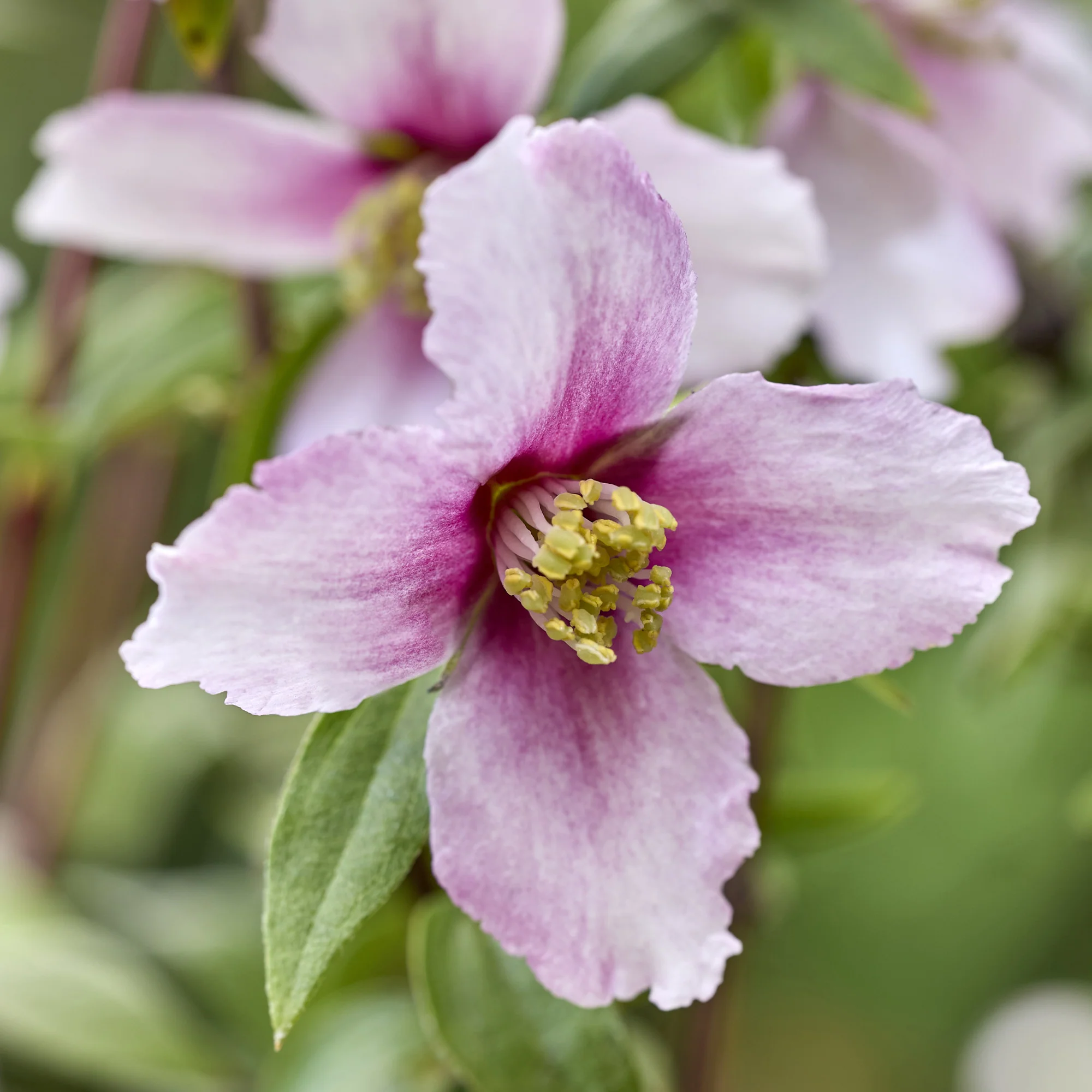 Boerenjasmijn Petite Perfume Pink ®