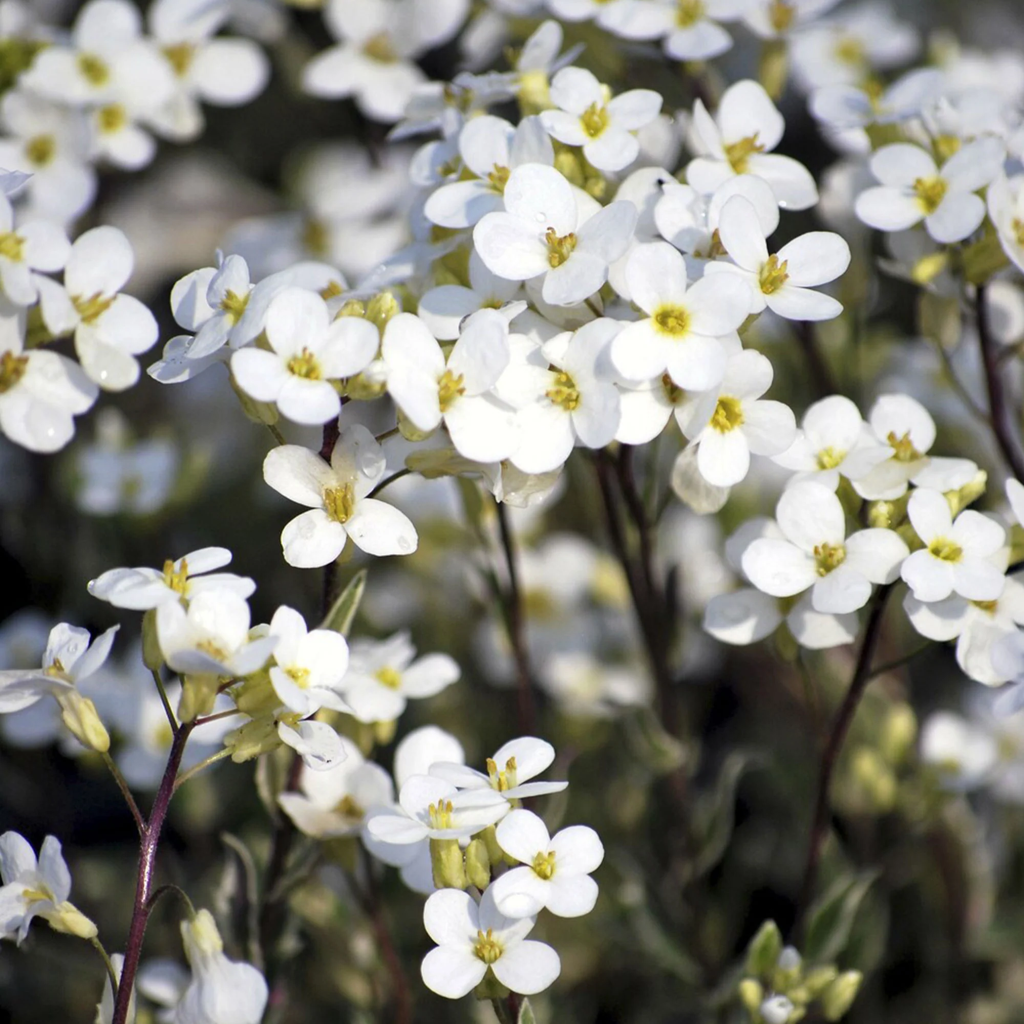 Bontbladige Arabis - klimplant