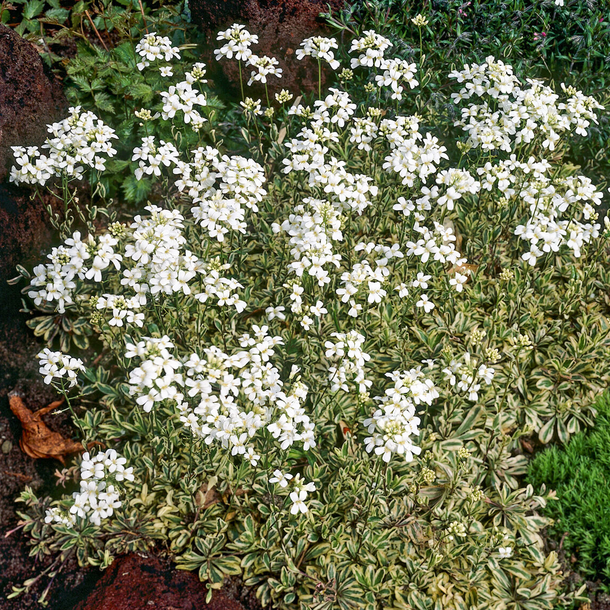 Bontbladige Arabis - klimplant - Image 2
