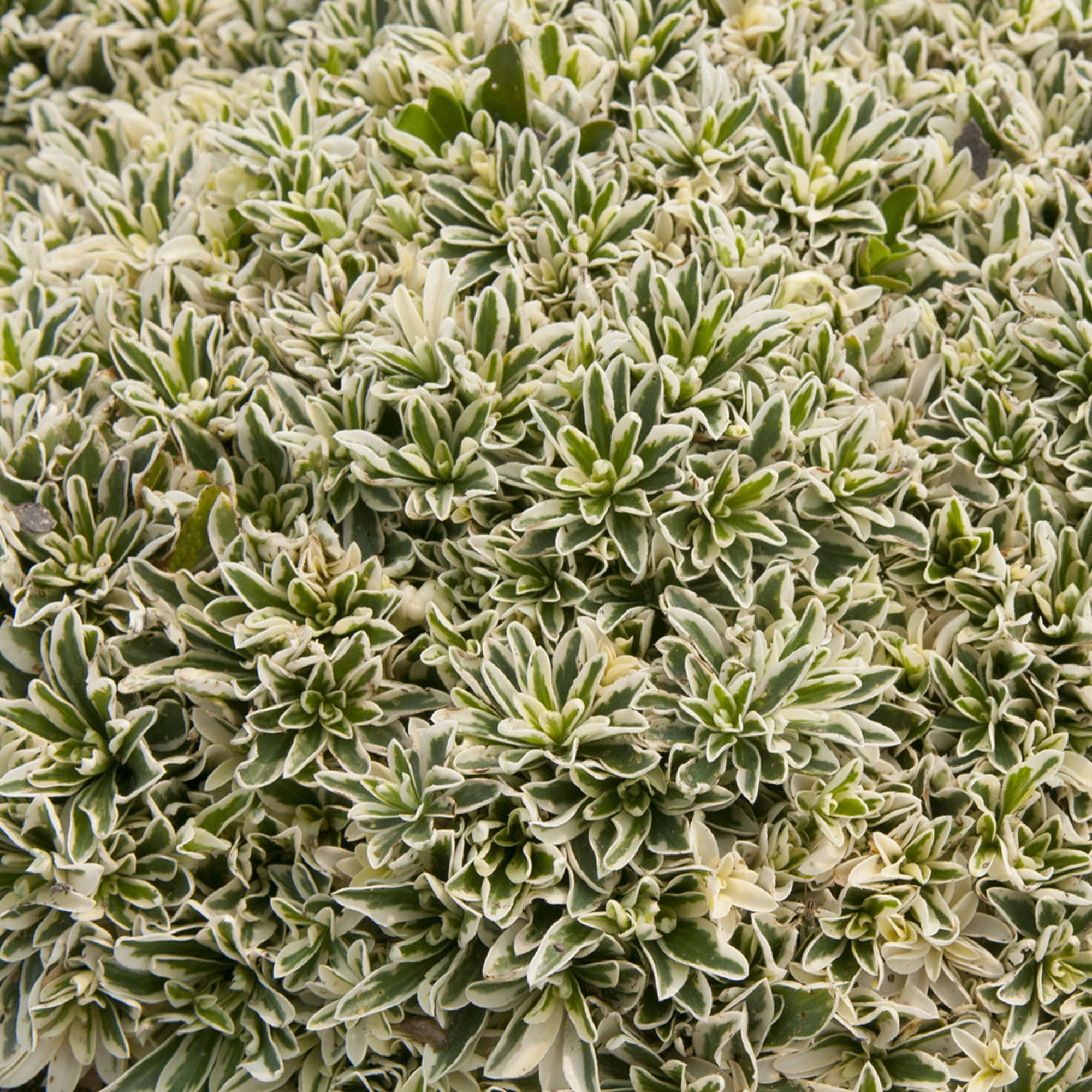 Bontbladige Arabis - klimplant - Image 3