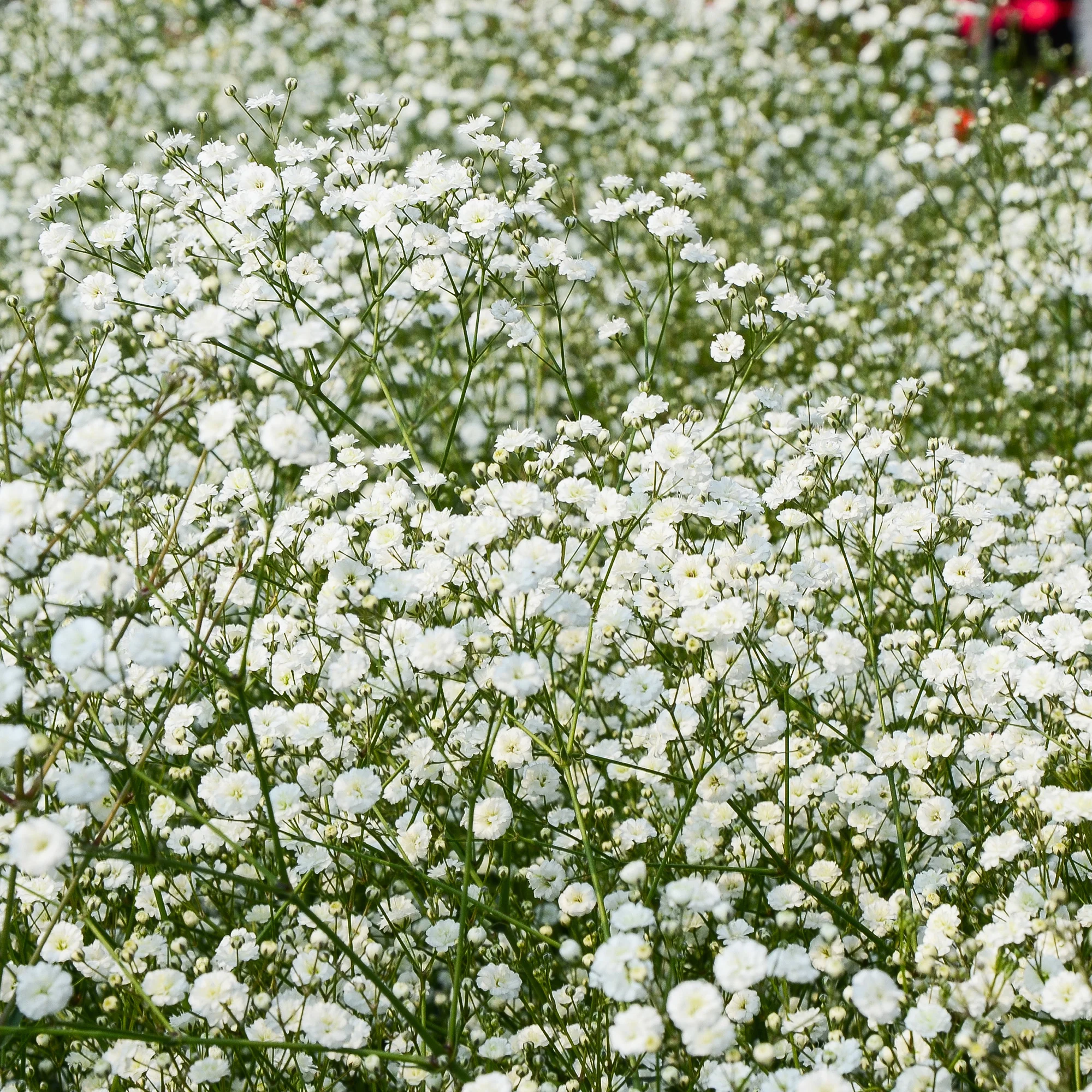 Borderpakket '12 vaste planten' ca. 2m² - Image 8