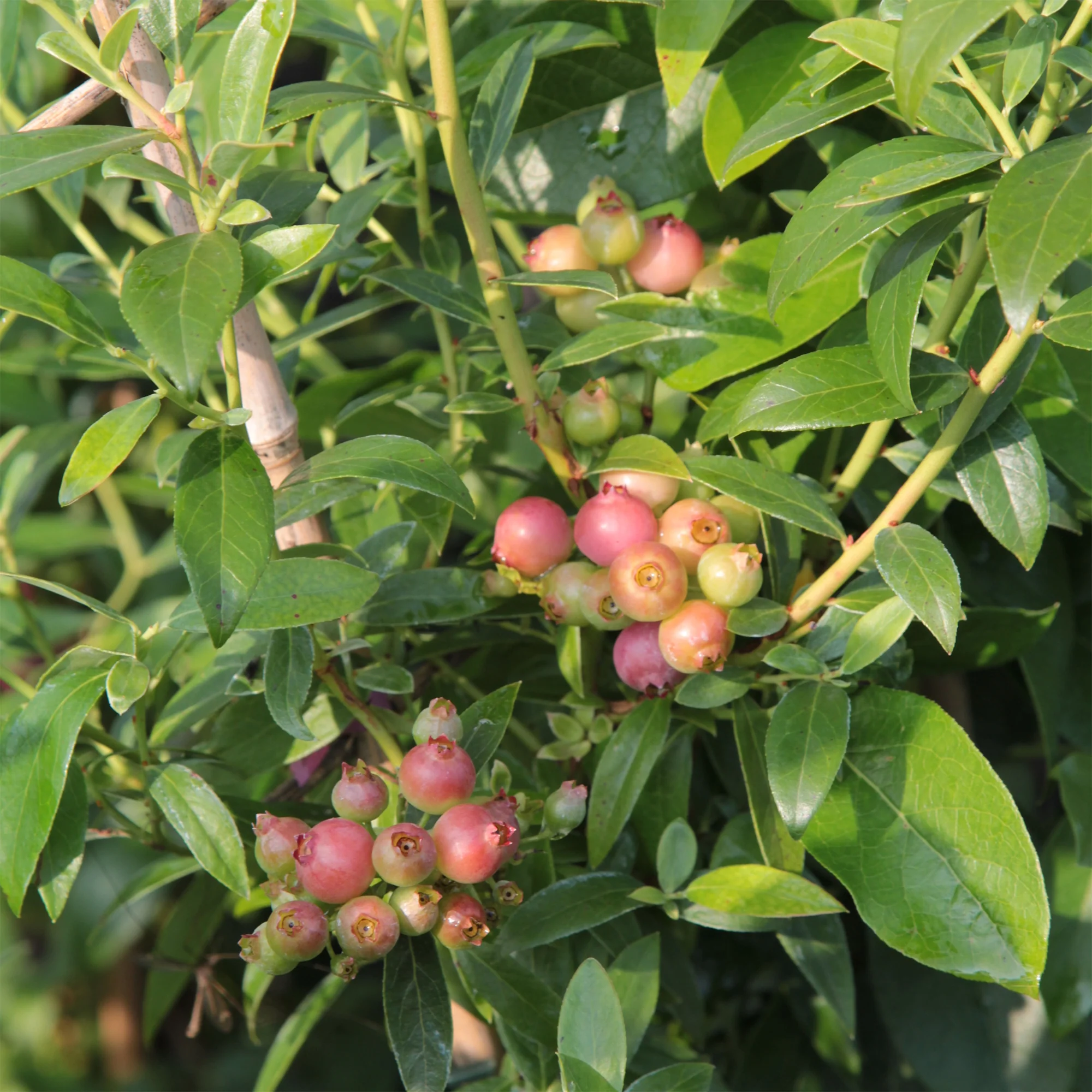 Bosbes Roze Limonade