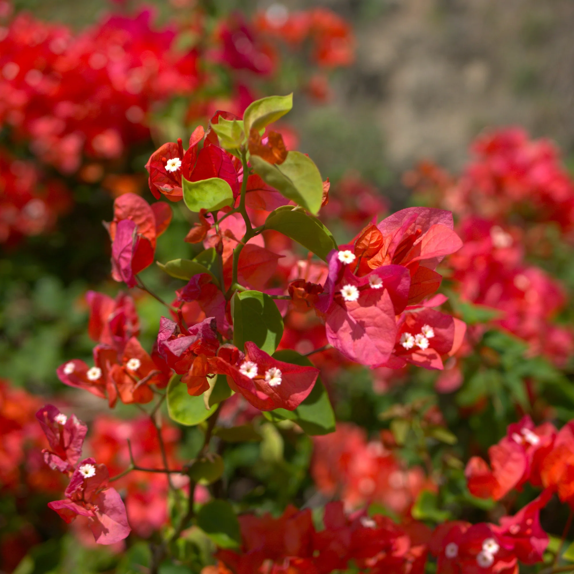 Bougainville - rood - Image 2