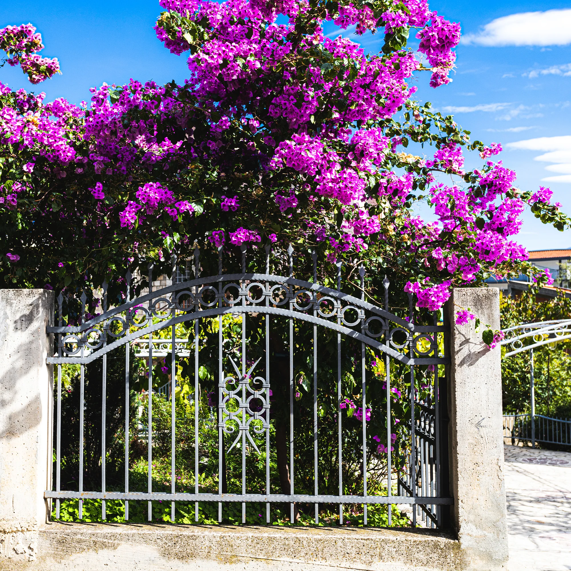 Bougainville 'Violet de Mèze' - Image 3