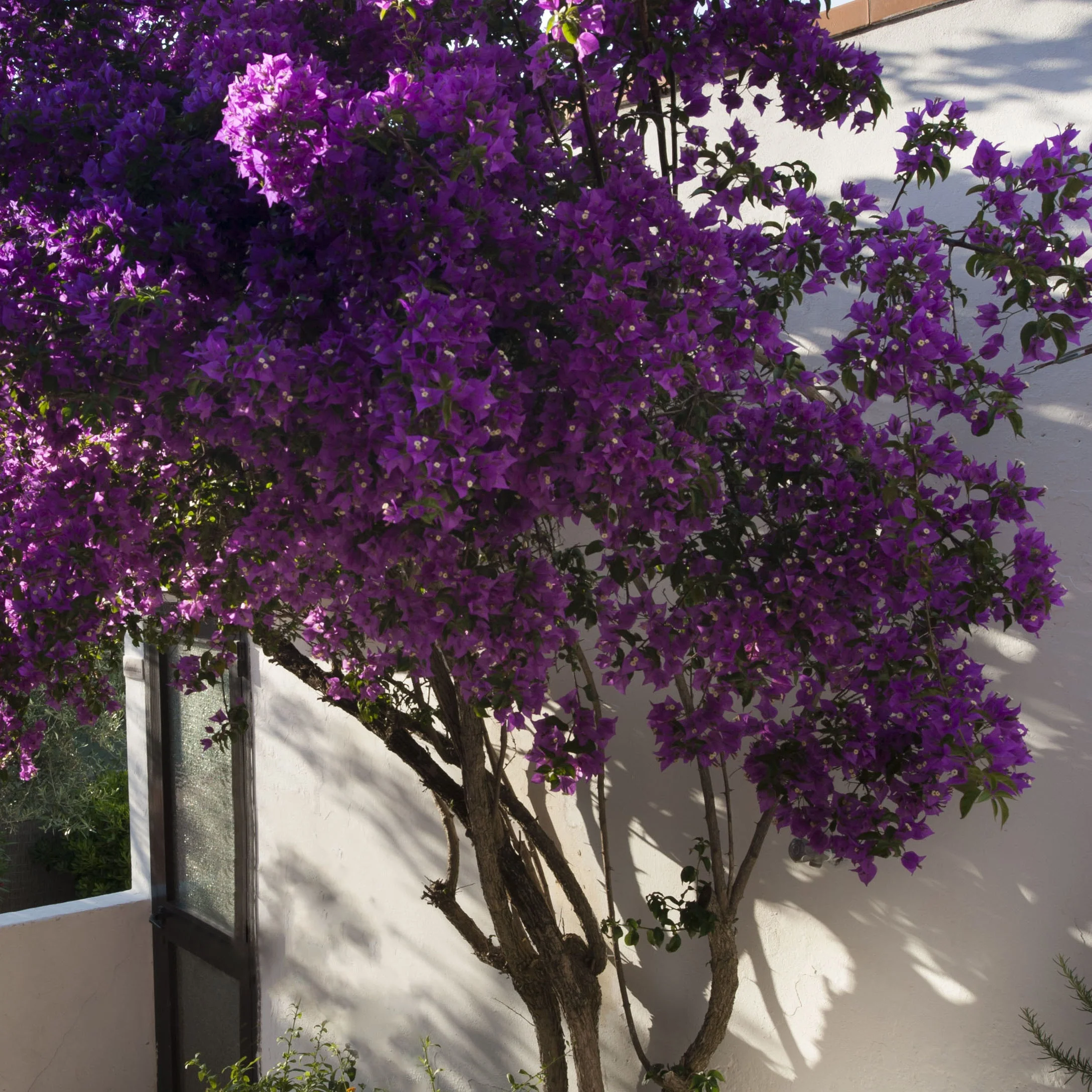 Bougainville 'Violet de Mèze' - Image 4
