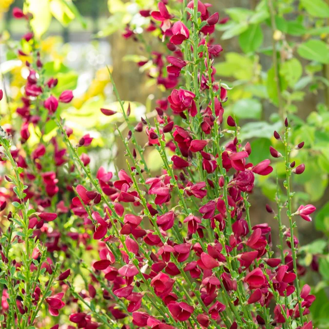 Brem 'Boskoop Ruby' 9 cm