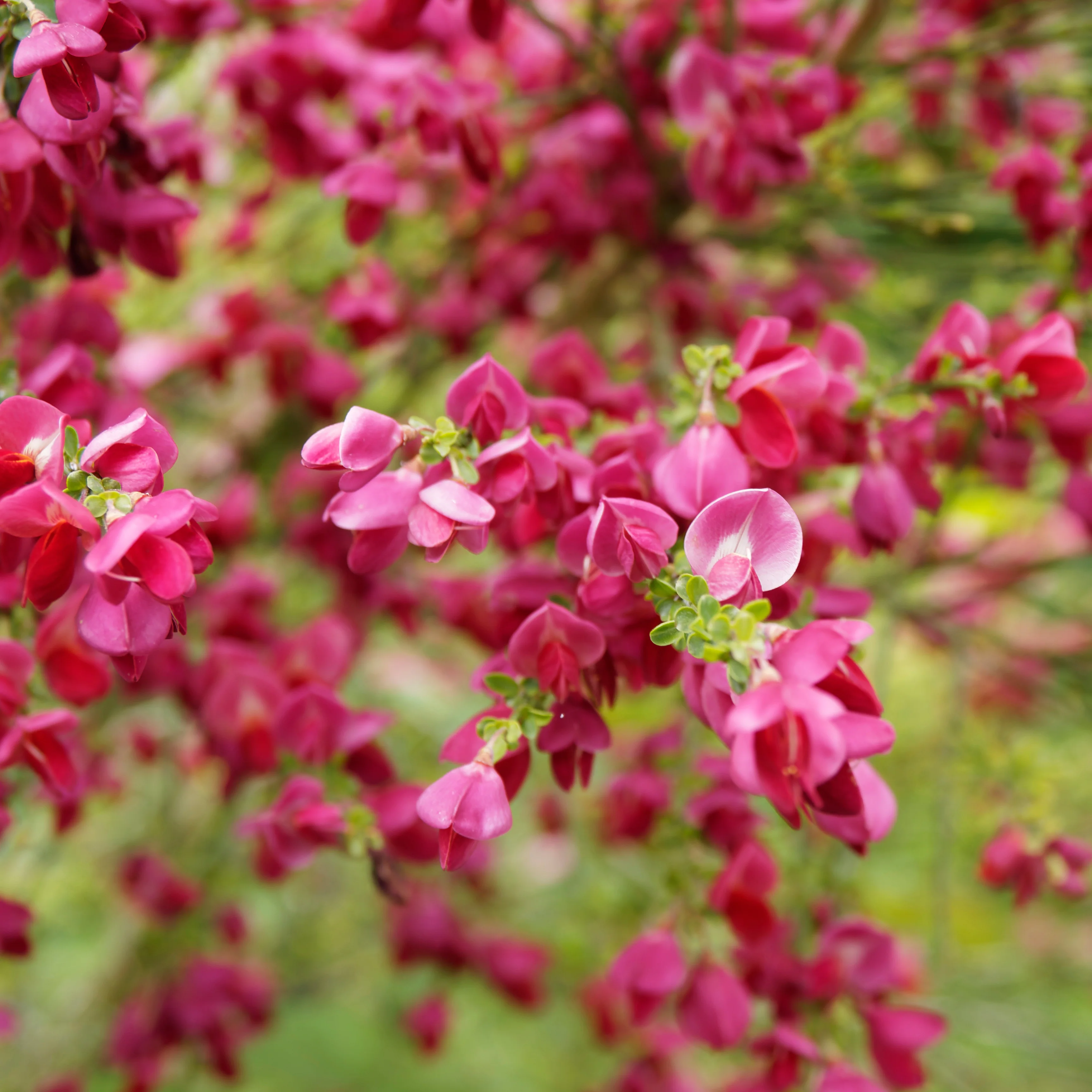 Brem 'Boskoop Ruby' 9 cm - Image 3