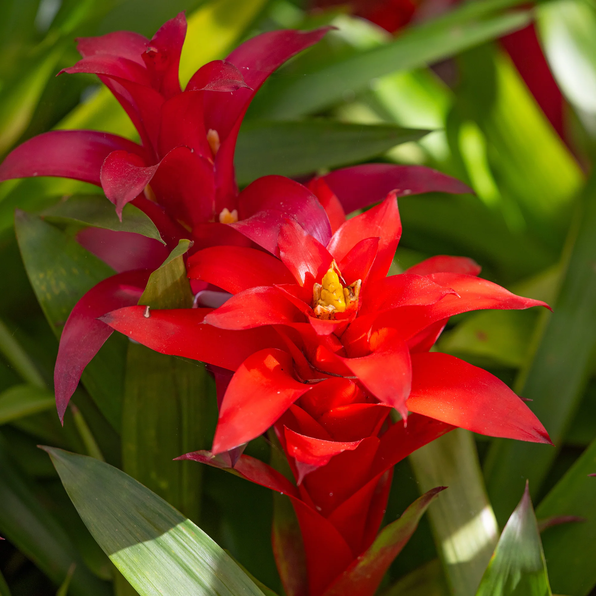 Bromelia rood - Image 2