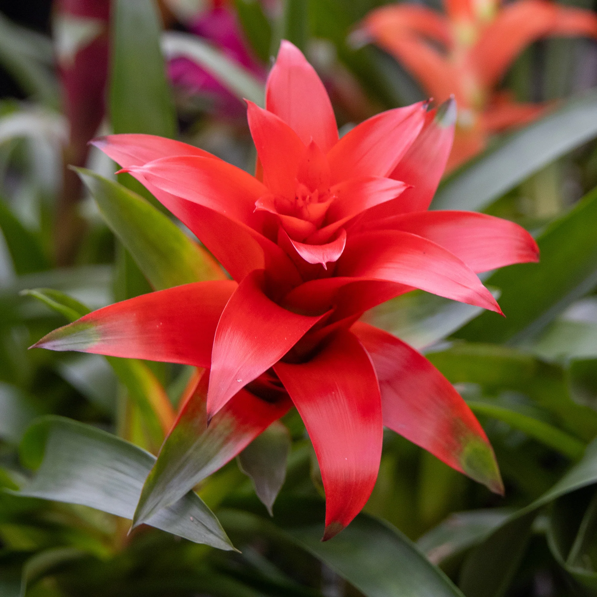 Bromelia rood - Image 3