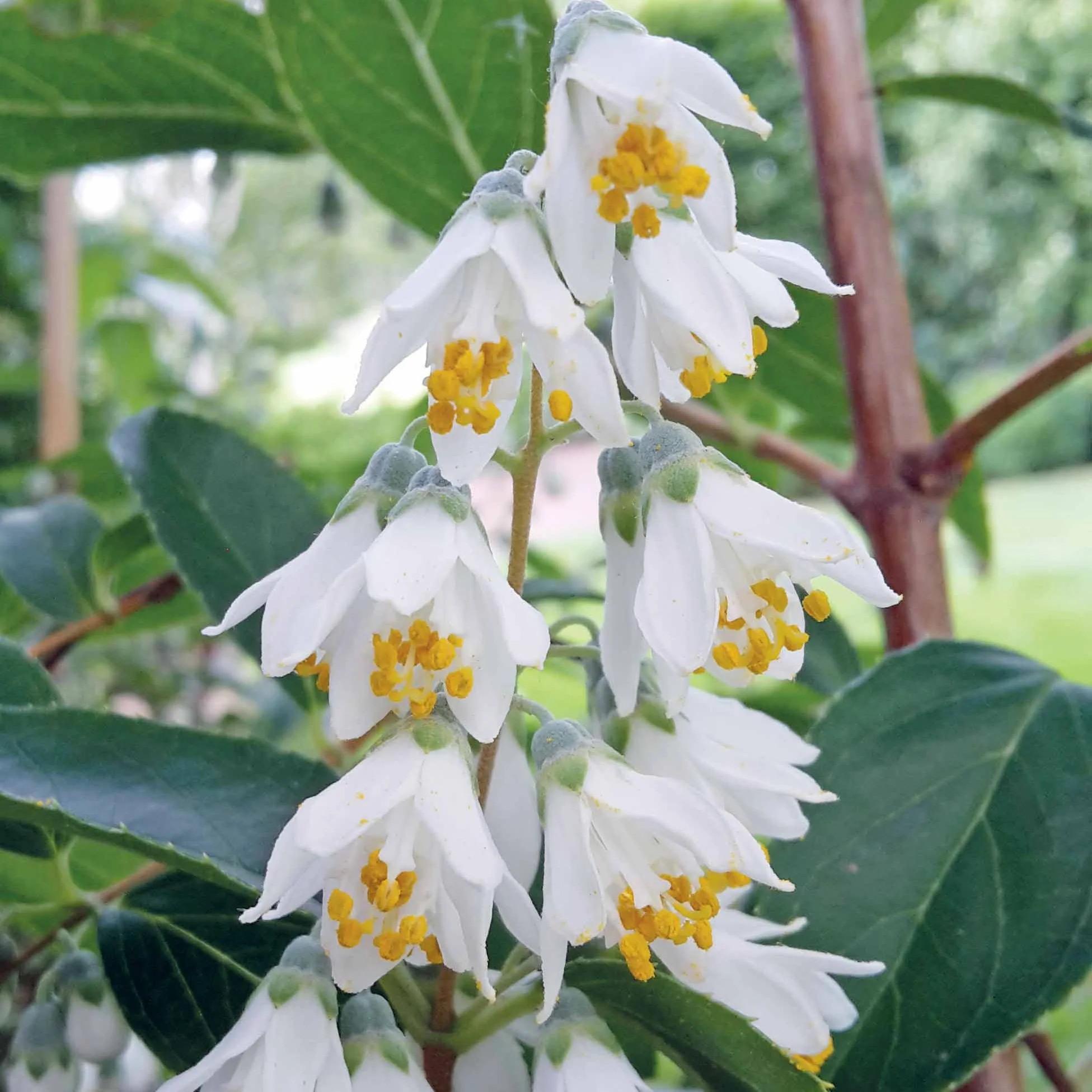 Pulchra Bruidsbloem