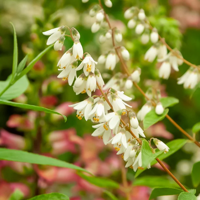 Pulchra Bruidsbloem - Image 3