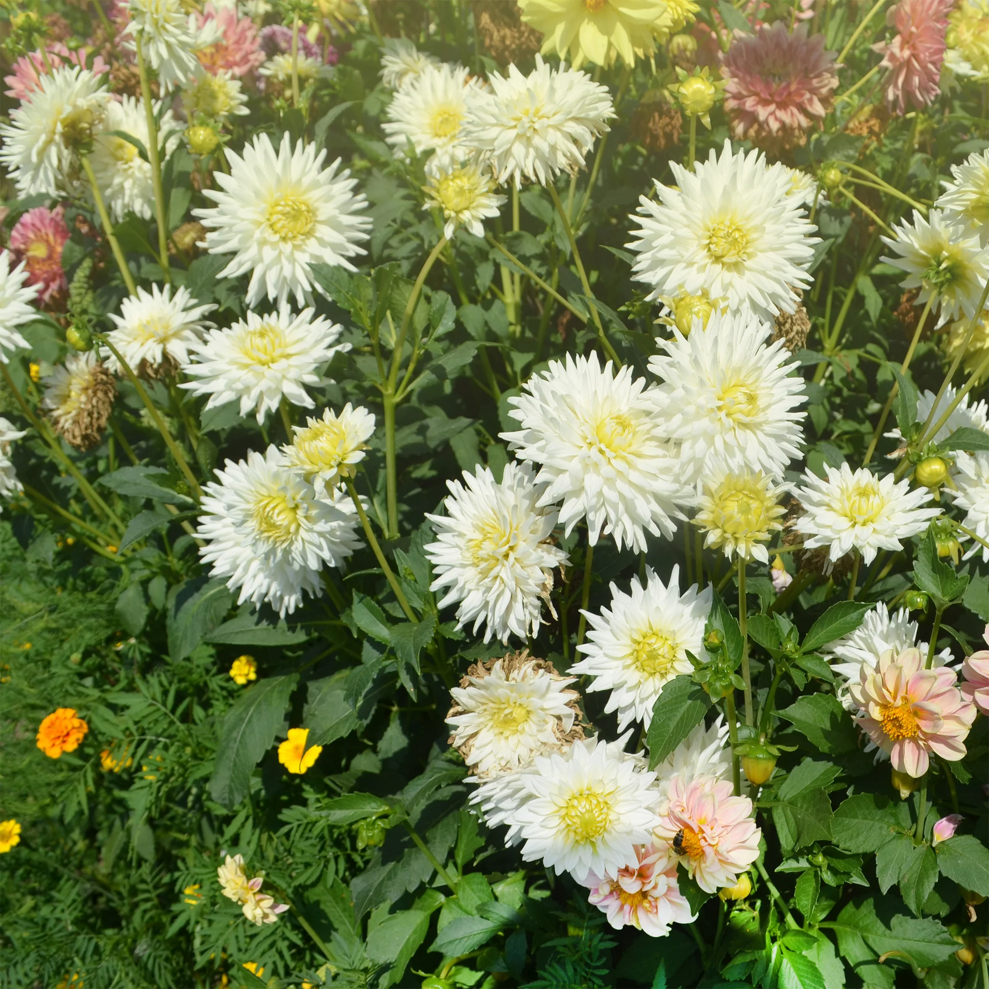 Cactus Dahlia My Love - Image 2