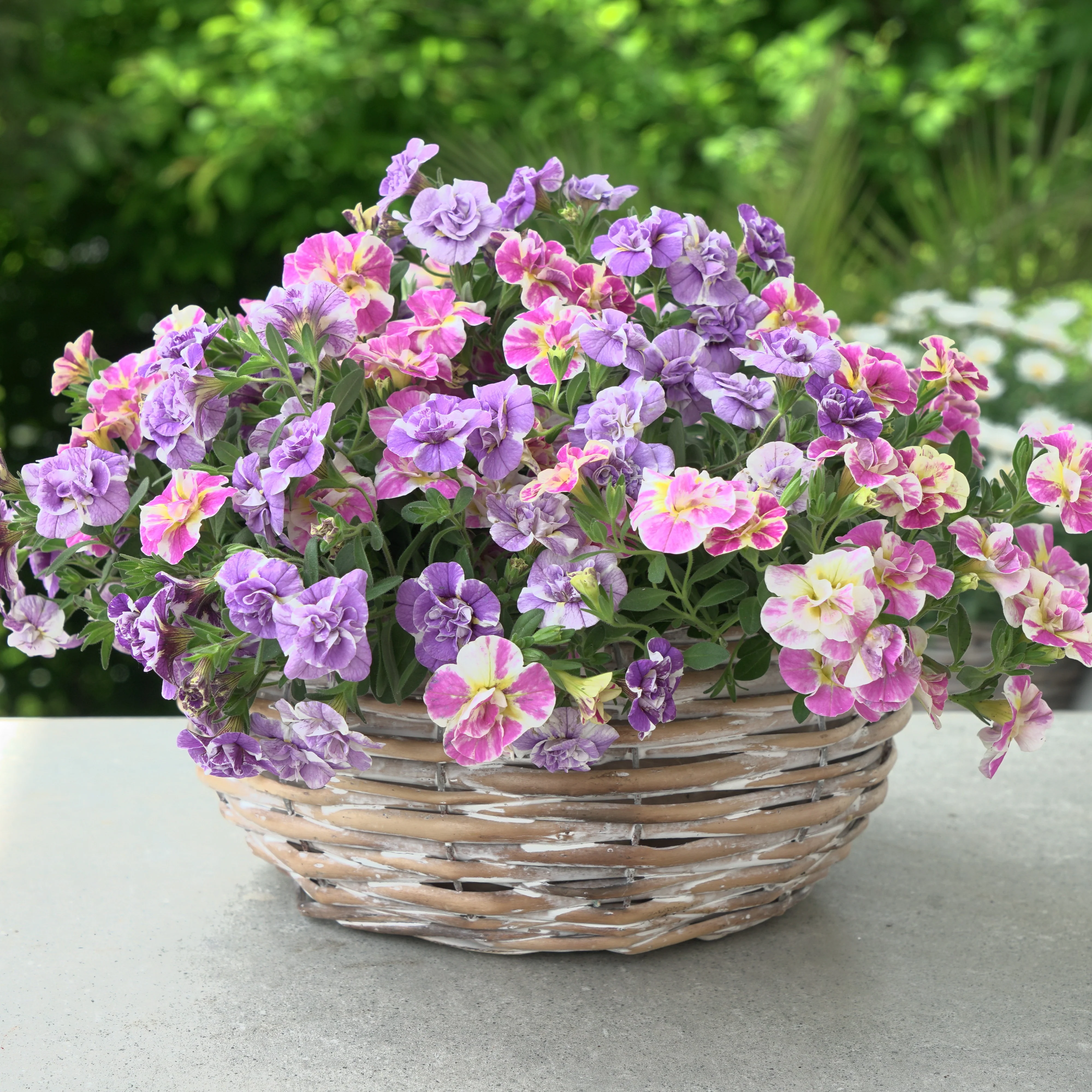 Calibrachoa Dubbel Loopy Lavendel + Roze - Image 2