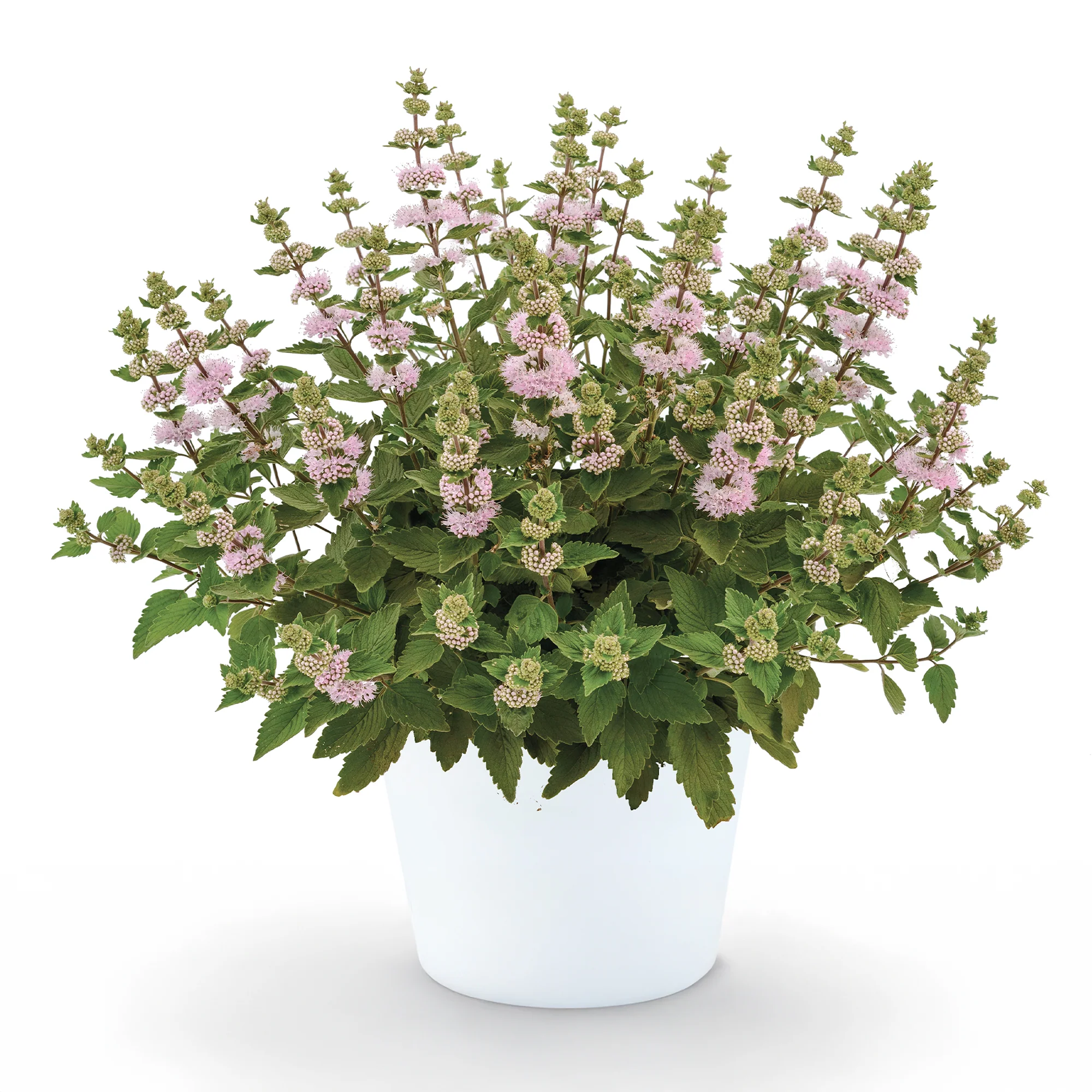 Caryopteris x clandonensis  'Camara Pink'