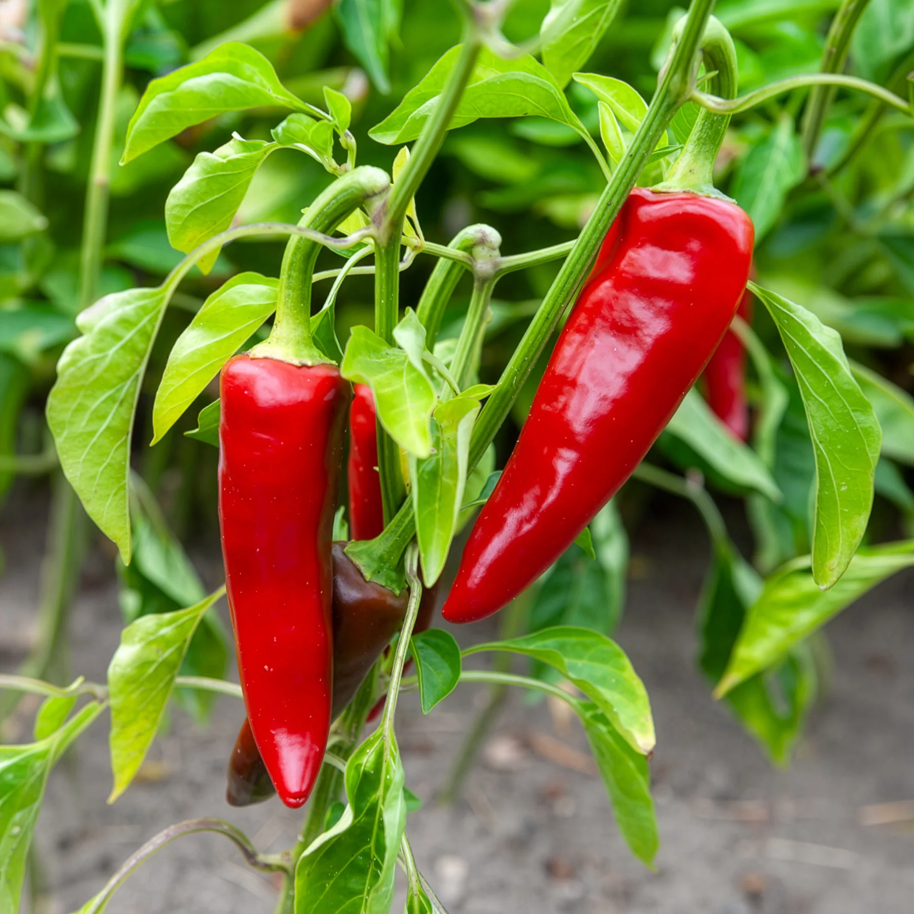 Chilipeper 'Gorria' - Image 2