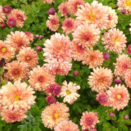 Chrysant