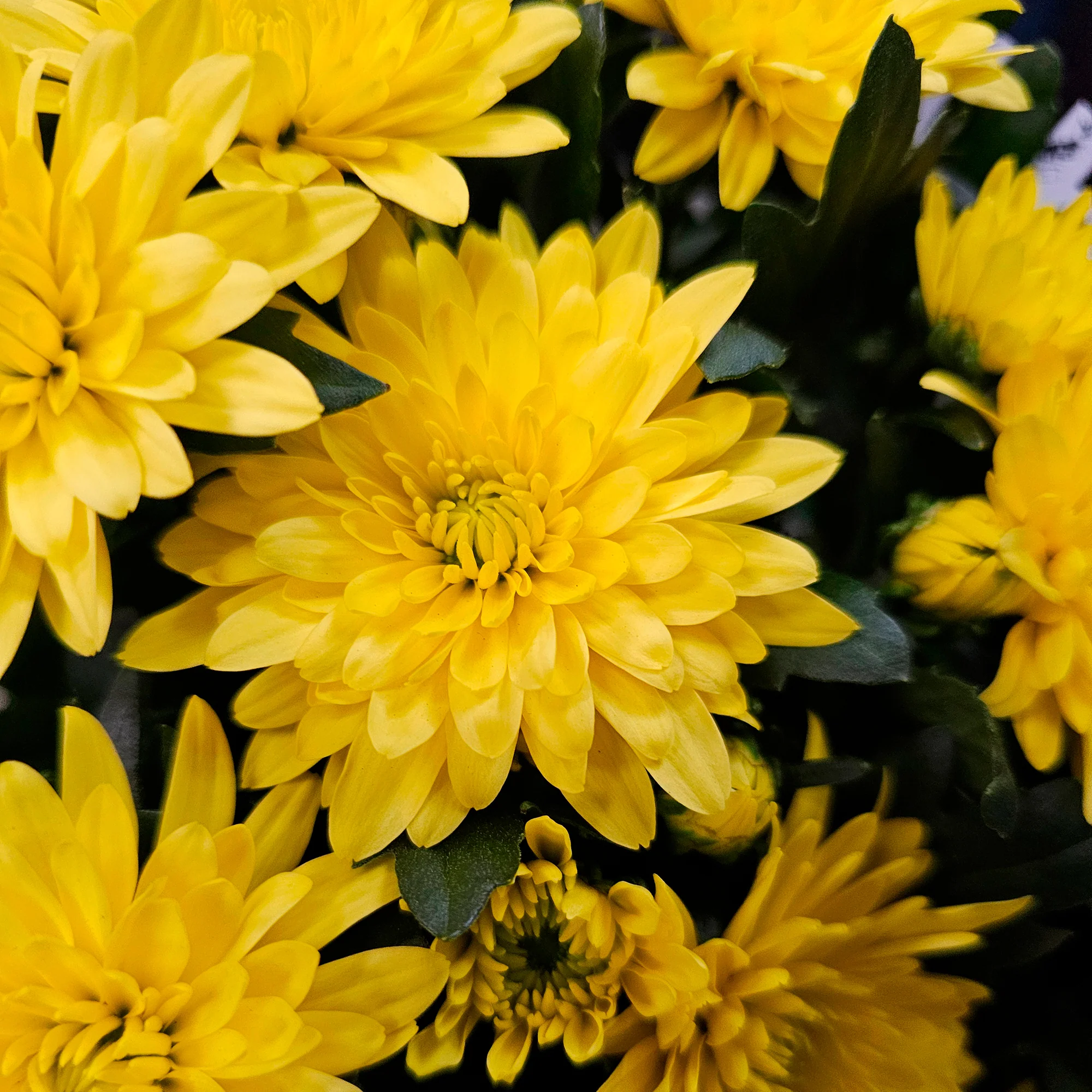 Chrysant geel