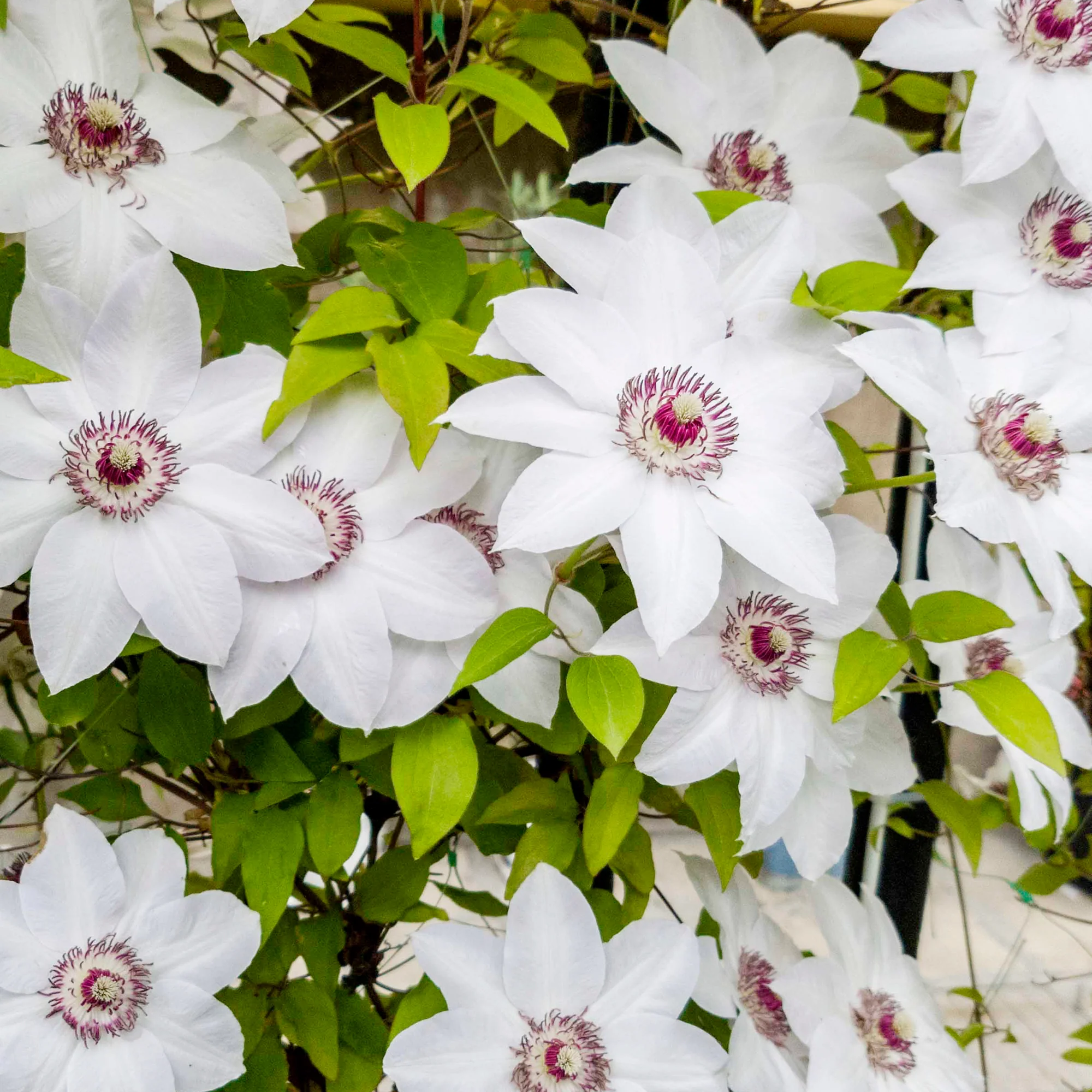 Clematis Collectie: Ville de Lyon, Miss Bateman Ville de Lyon, juffrouw Bateman, voorzitster (x3) - Image 5