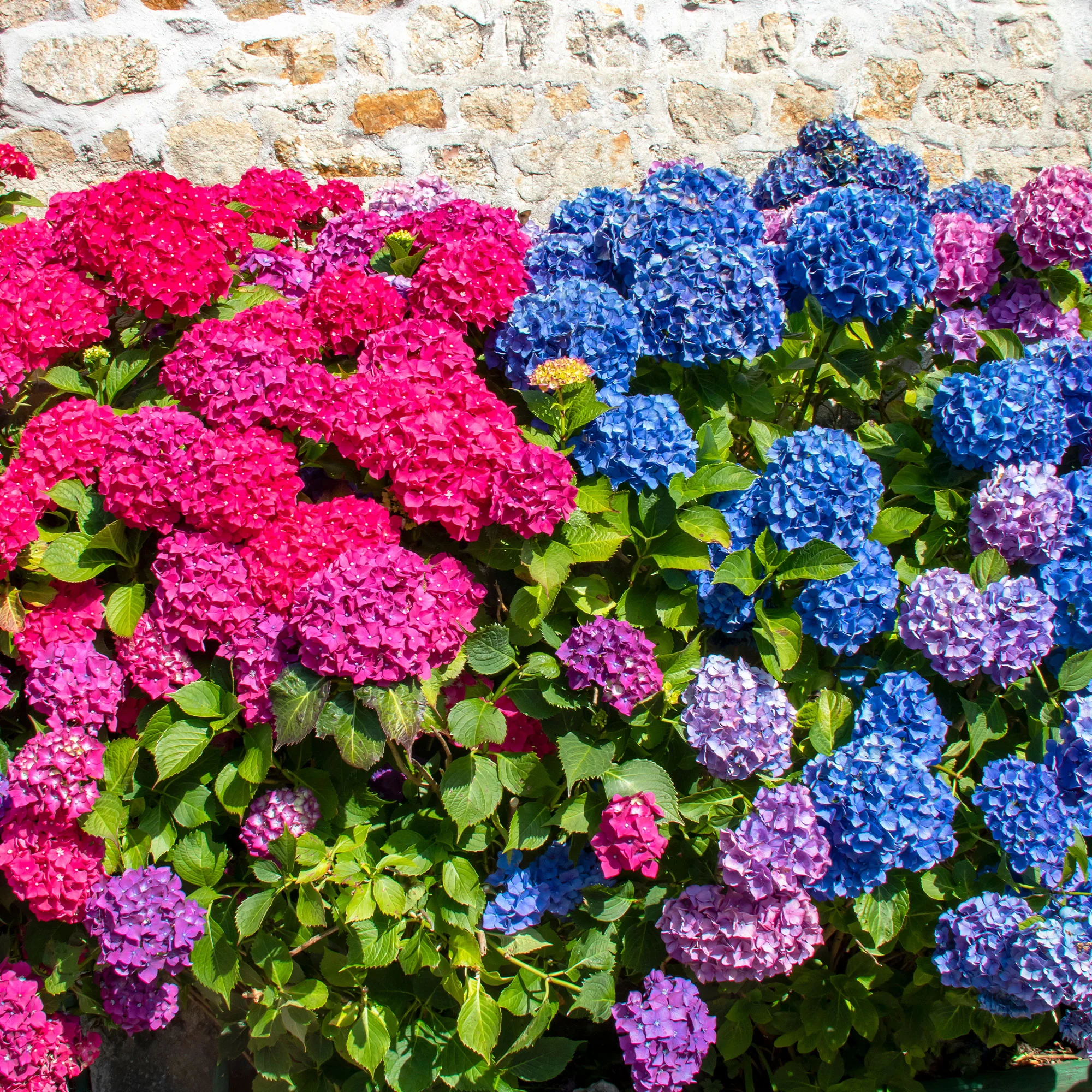 Collectie rode en blauwe hortensia's (x4) - Image 2