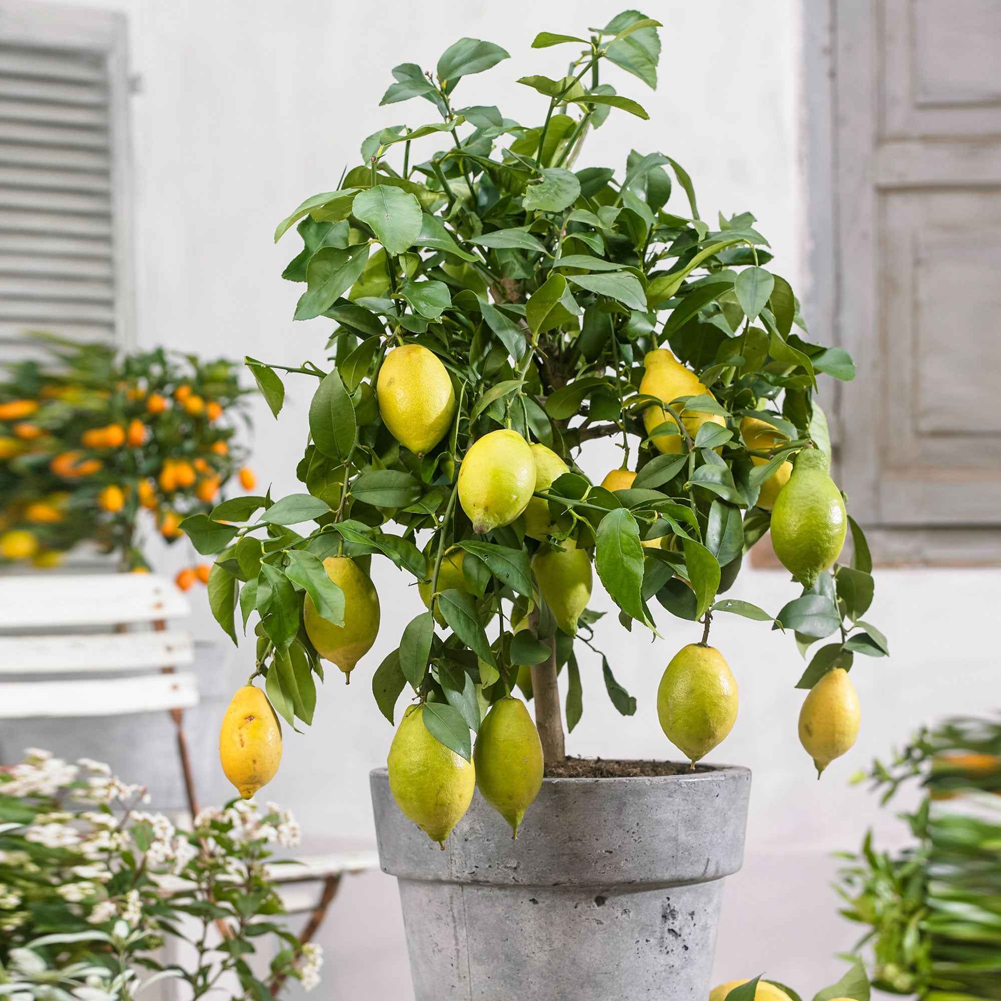 Miniatuur 2