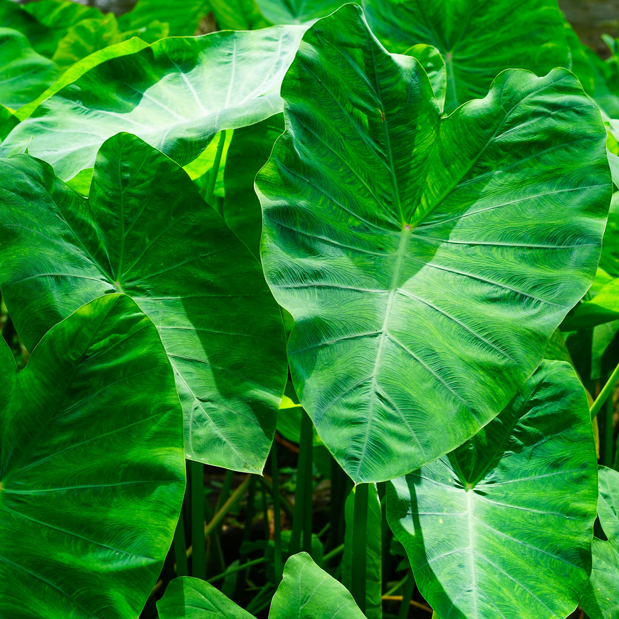 Colocasia / Olifantsoor