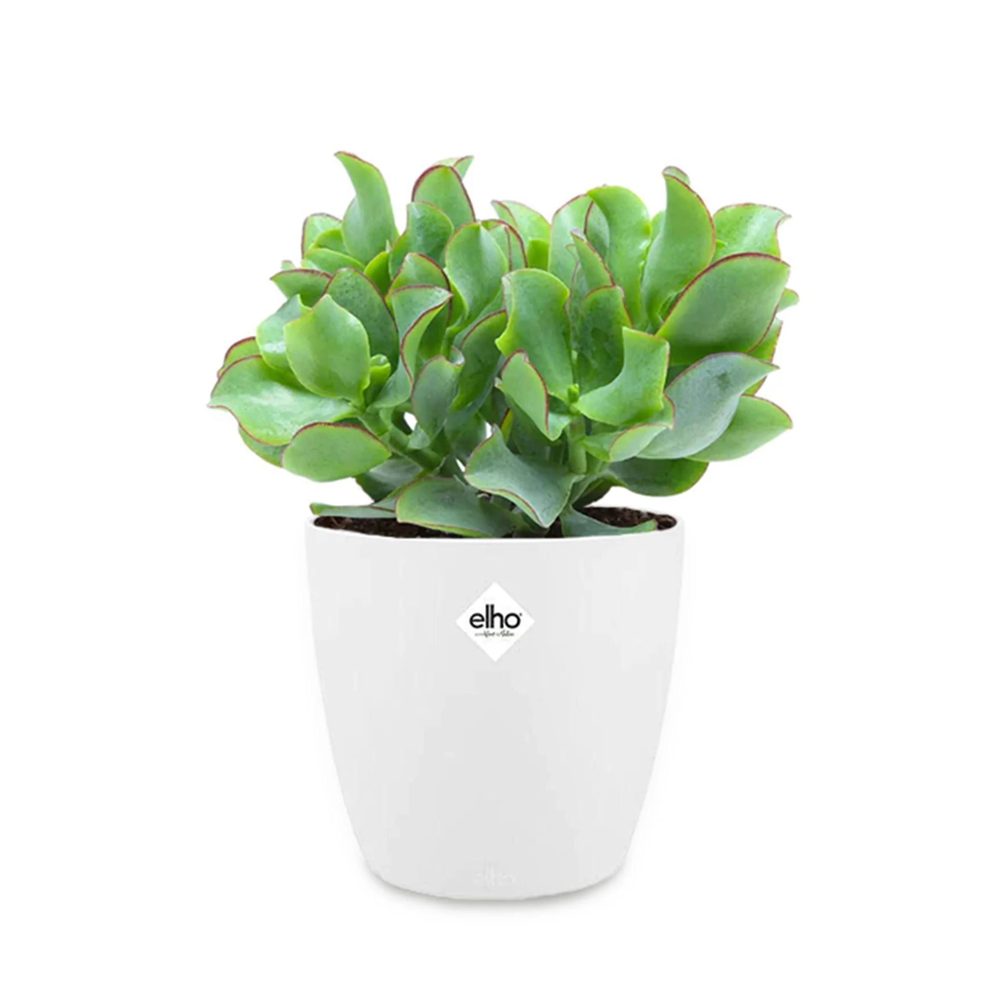 Miniatuur 1