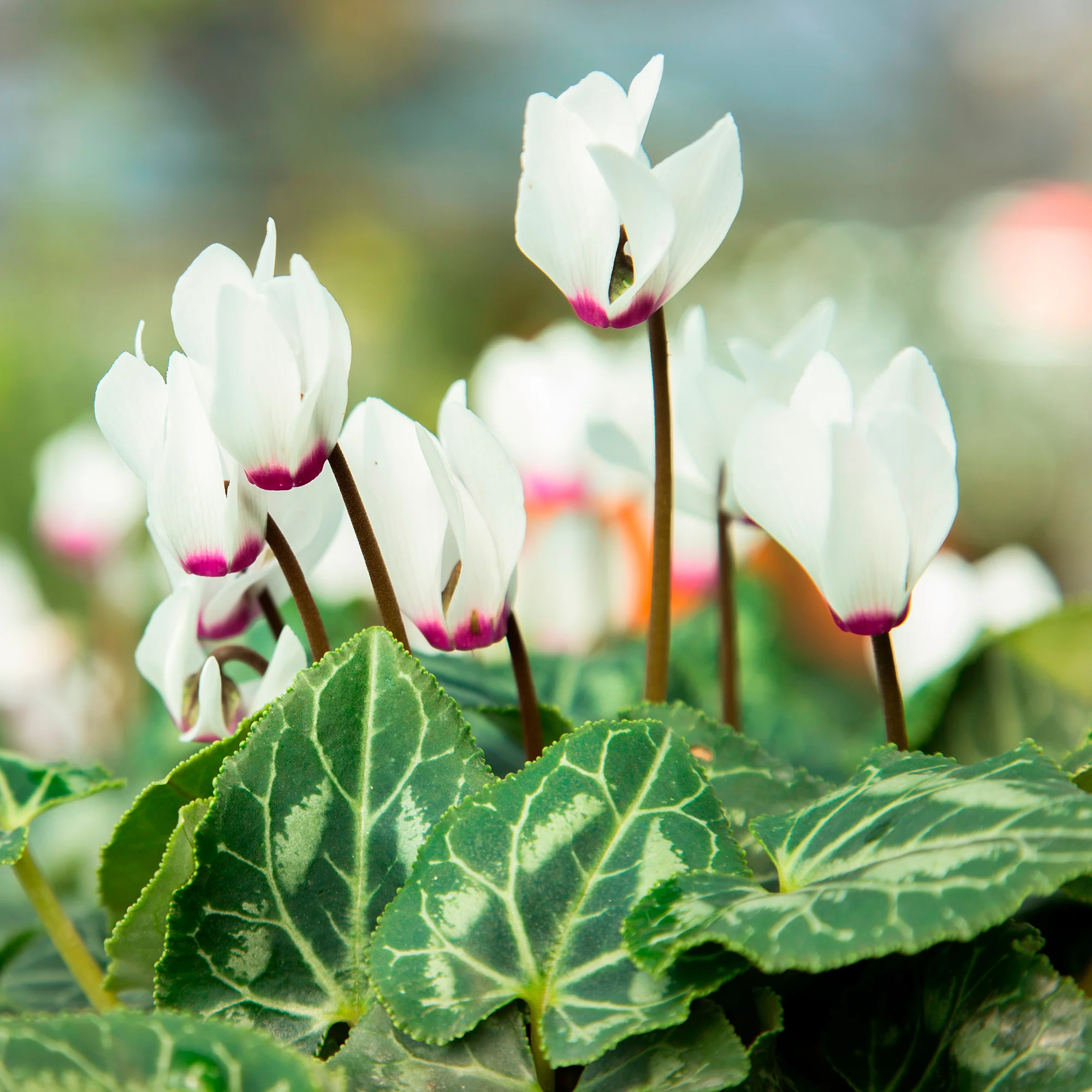 Cyclamen coum blanc