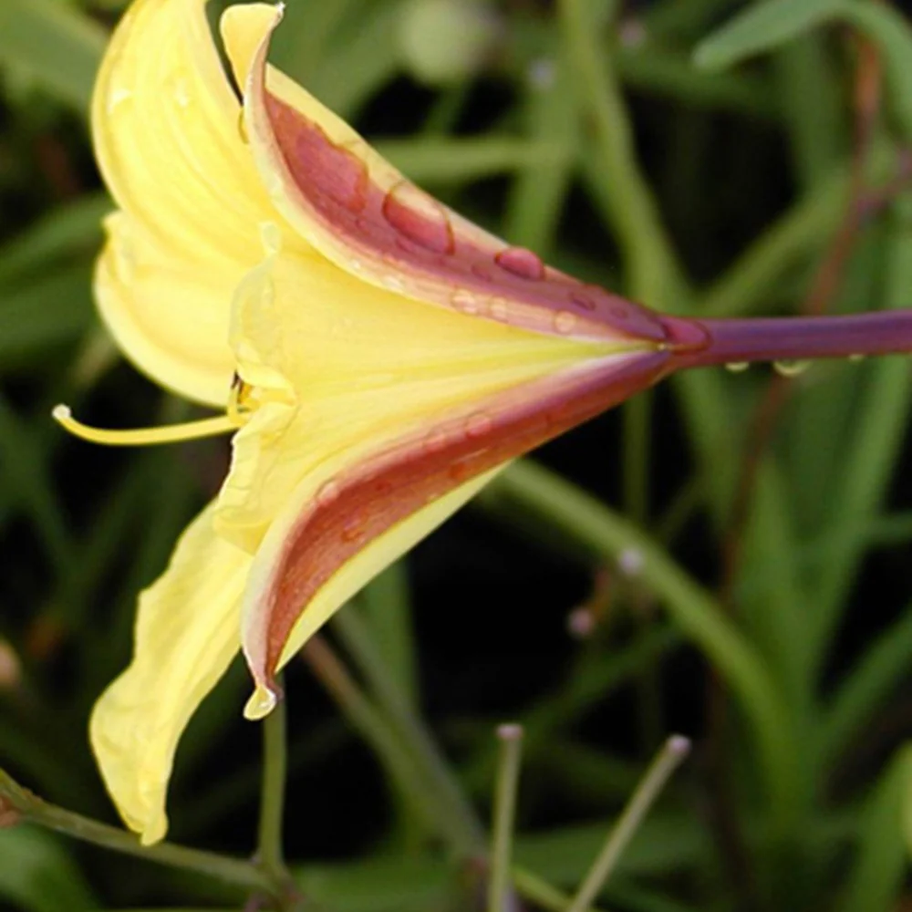 Daglelie 'Corcy' - Image 3
