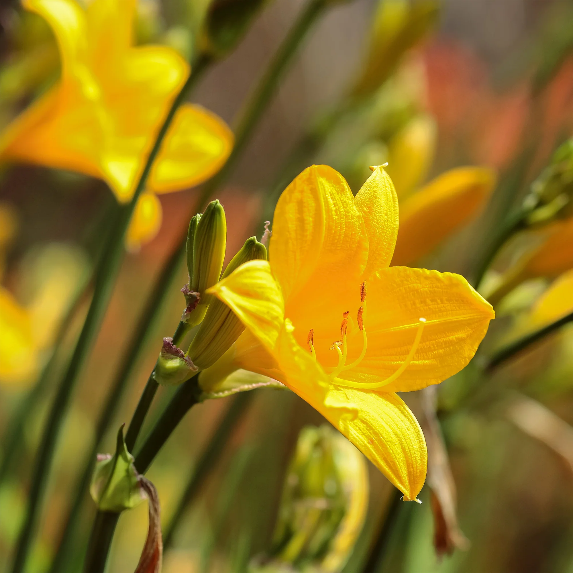 Daglelie 'Corcy' - Image 4