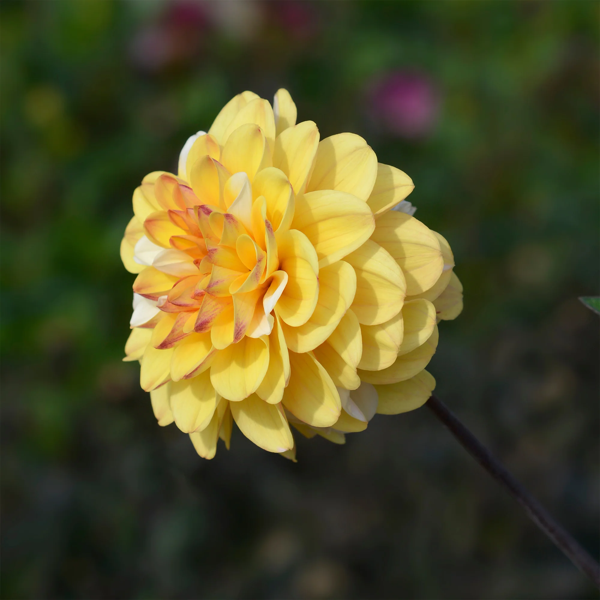 Dahlia 'Double Jill' (x3)