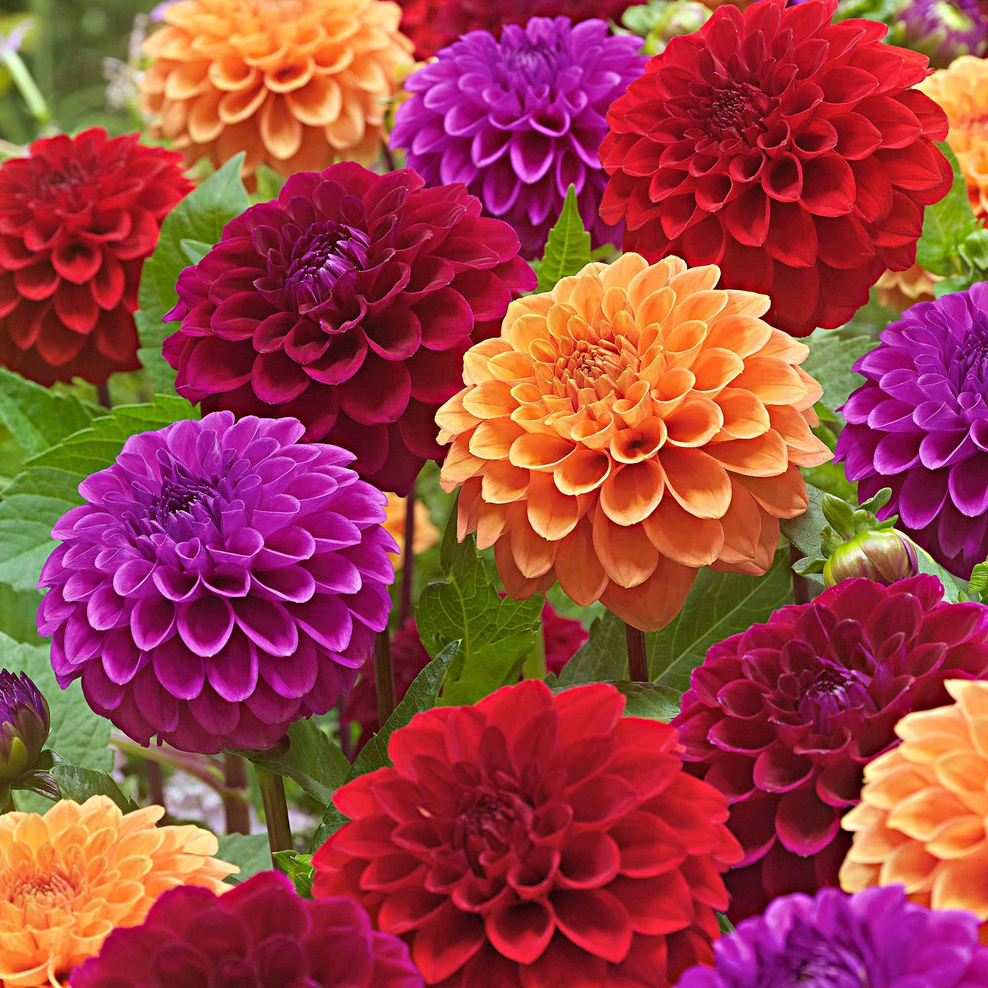 Dahlia Mix 'Origami Honey' (x5)