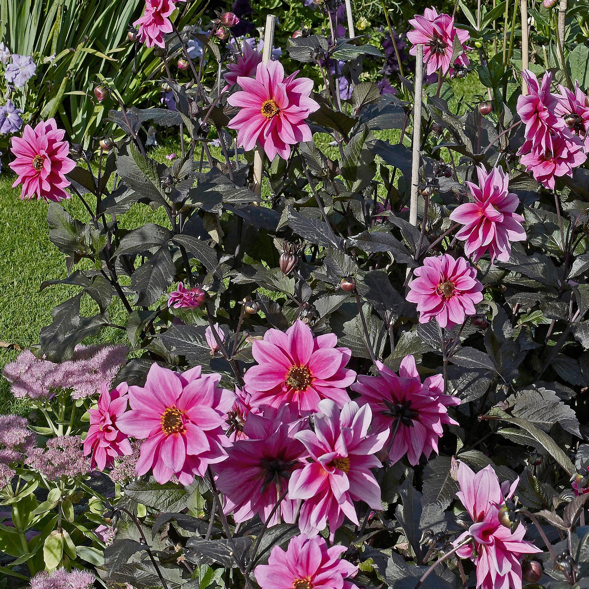 Decoratieve dahlia Fascination - Image 2