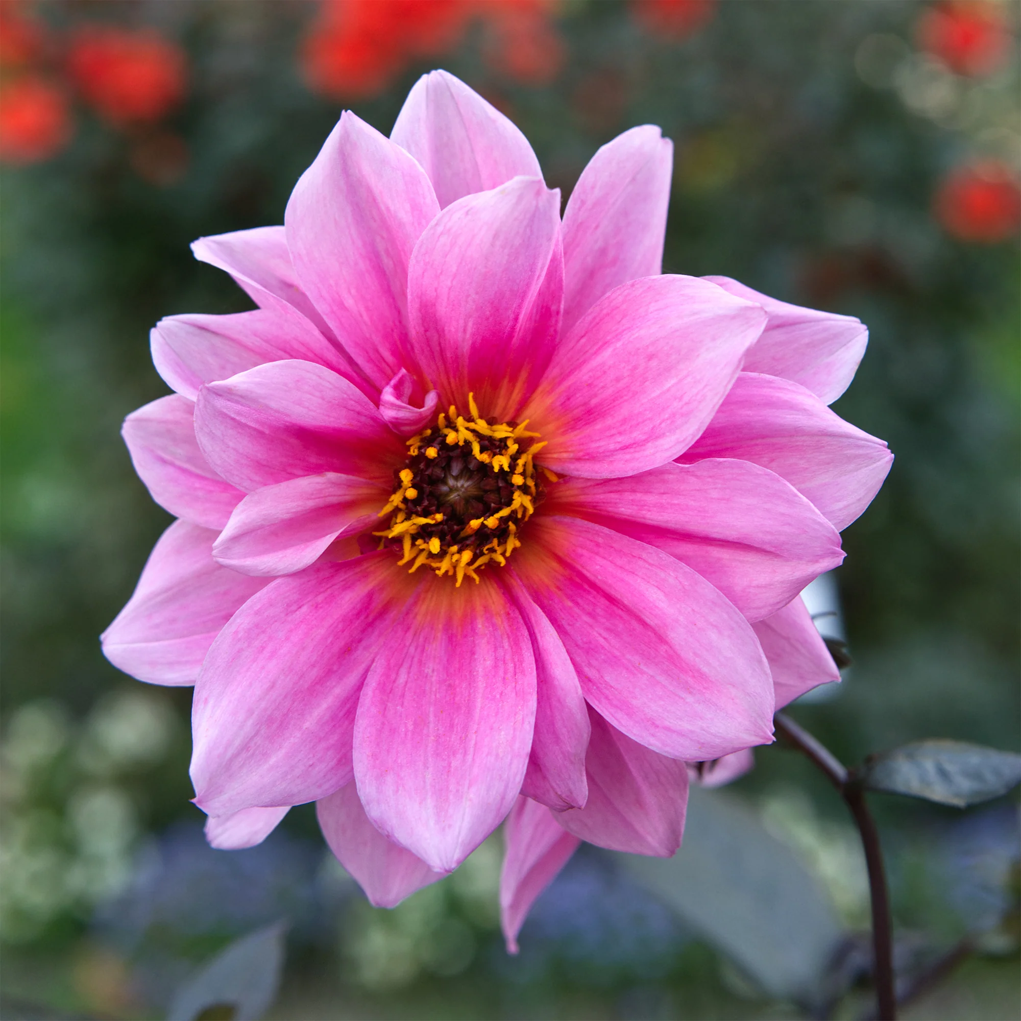 Decoratieve dahlia Fascination - Image 3