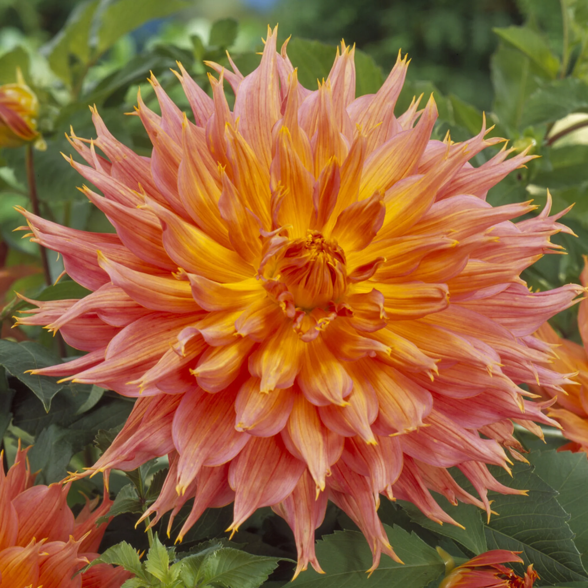 Decoratieve dahlia Omega