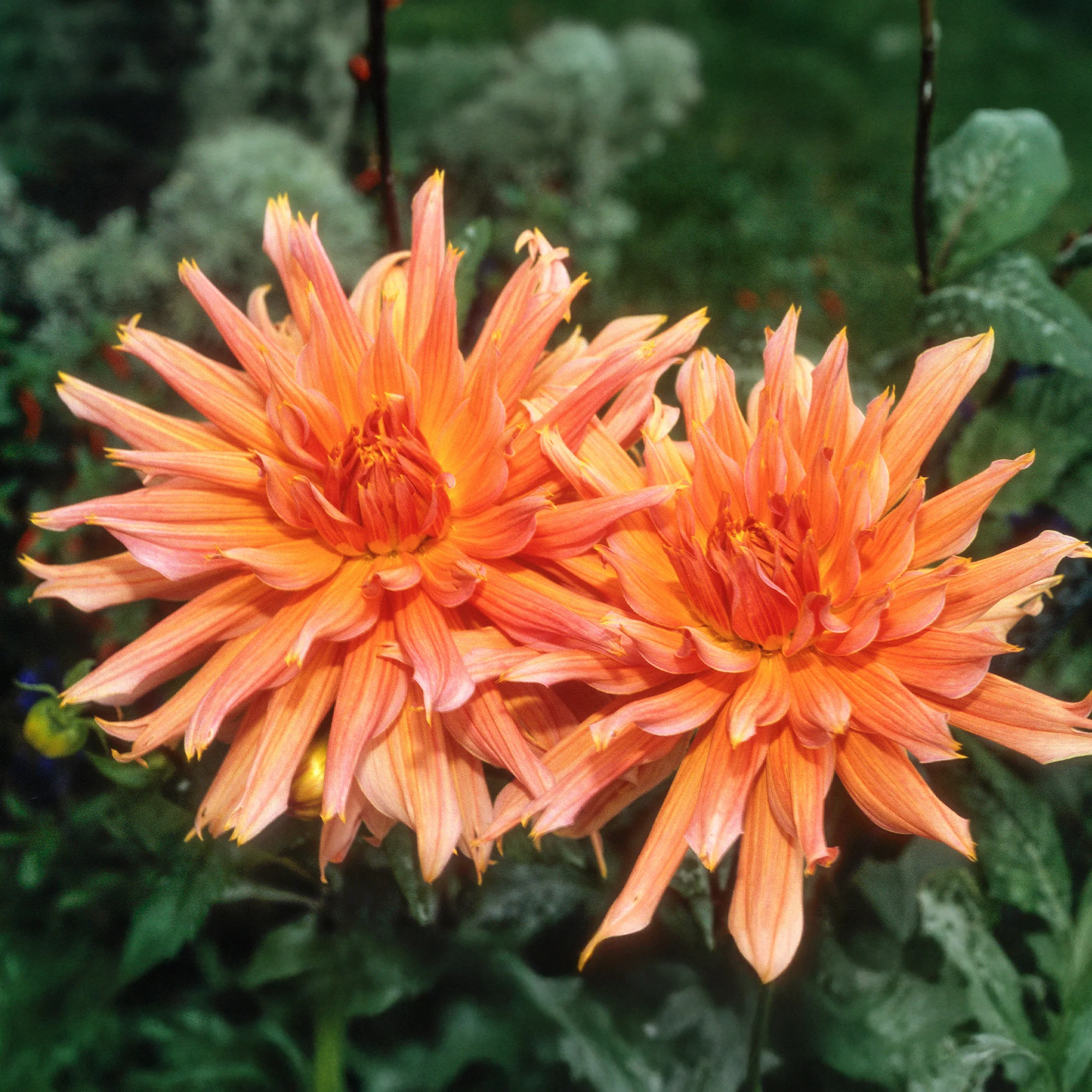 Decoratieve dahlia Omega - Image 3