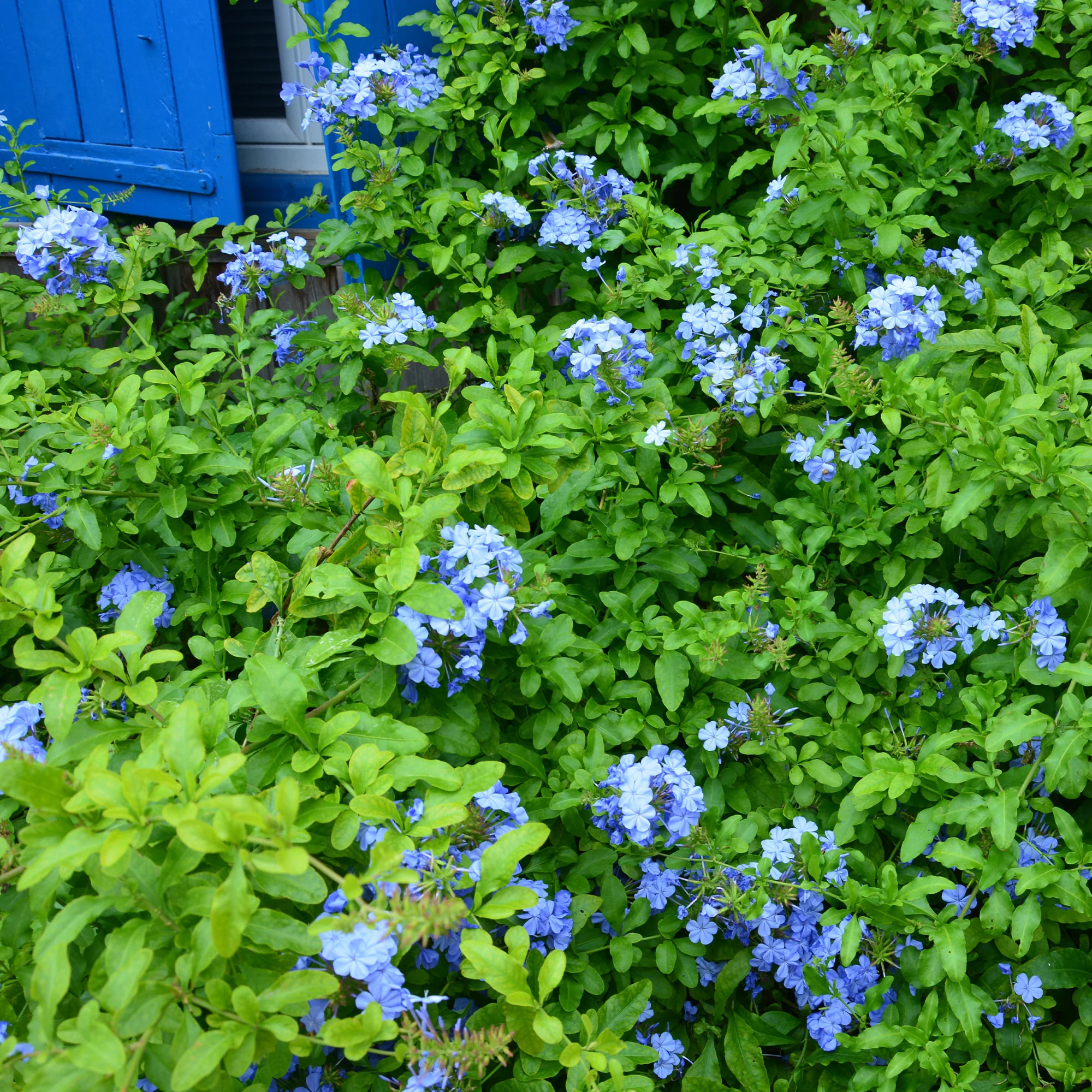 Dentelaire du Cap Donkerblauw/Plumbago Donkerblauw